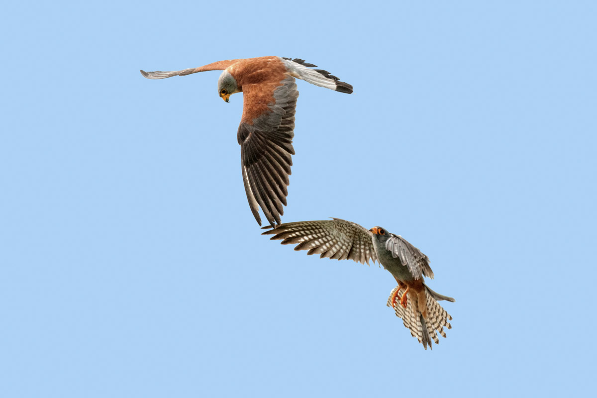 Territorial disputes