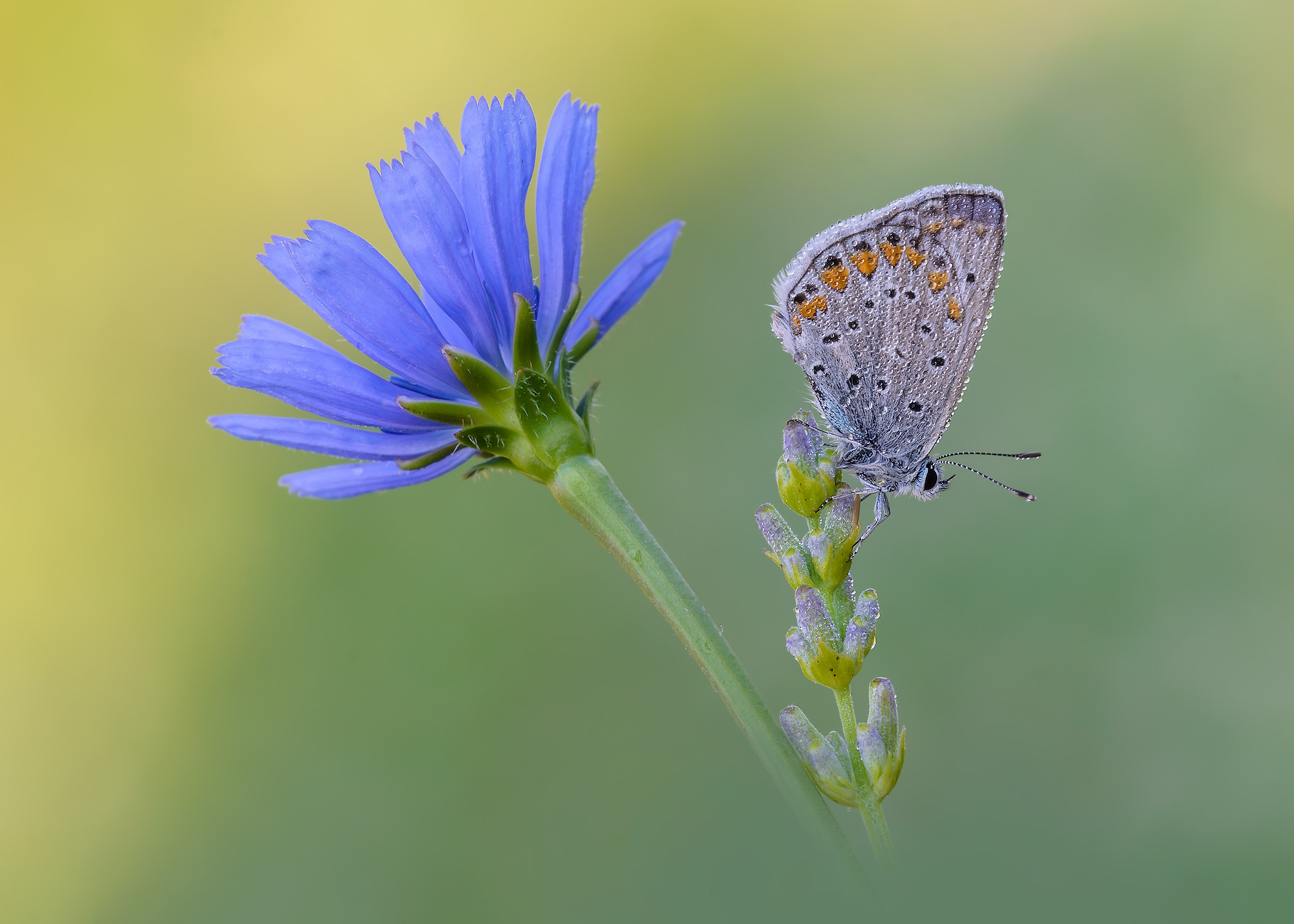 Polyommatus icarus on Lavender and Cichorium intybus