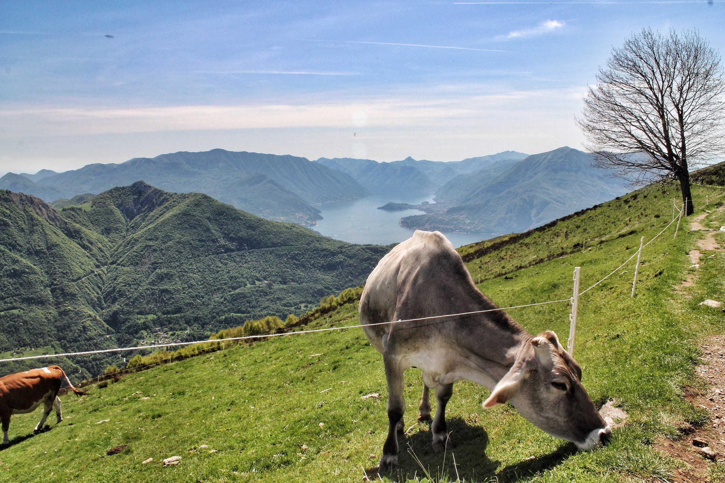 Mucca all'alpe Giumello