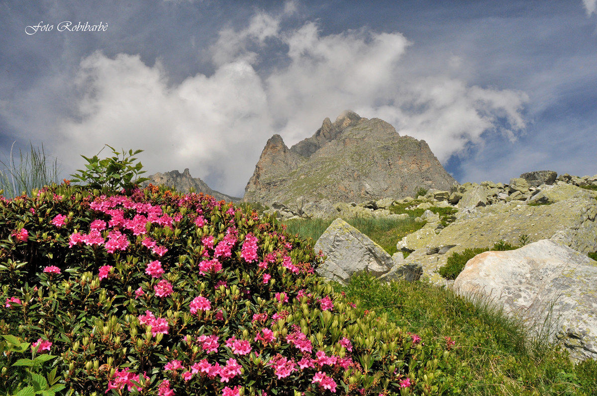 The rhododendron ... to Chersogno ...