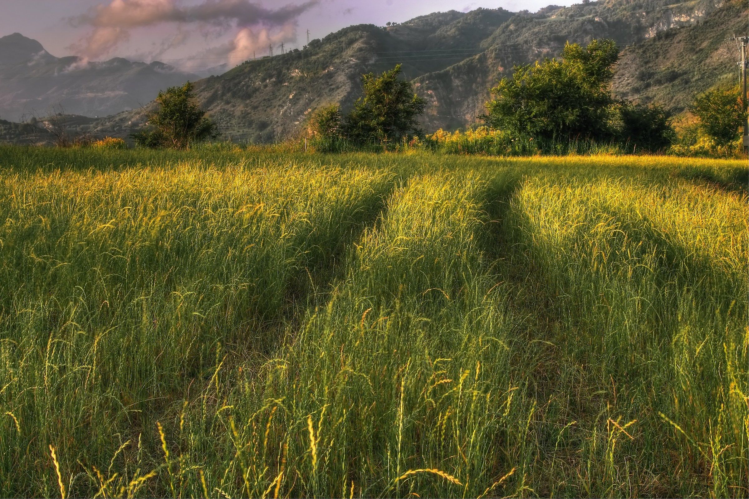 Step on the grass - HDR