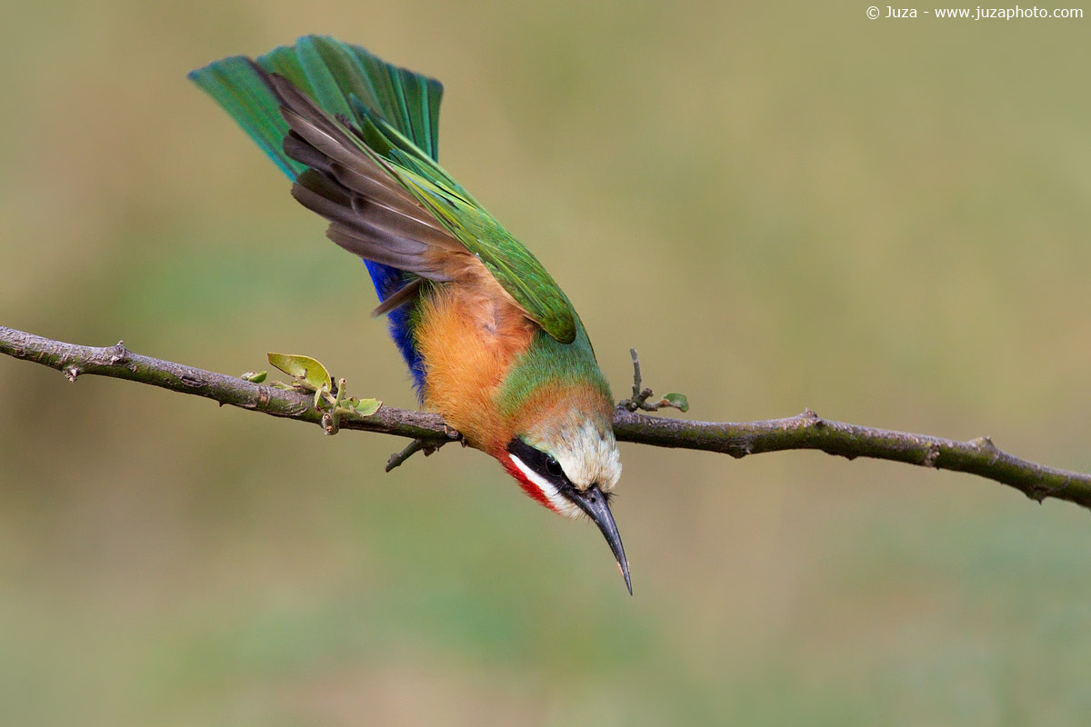 Merops bullockoides (White Fronted Bee Eater), 015098