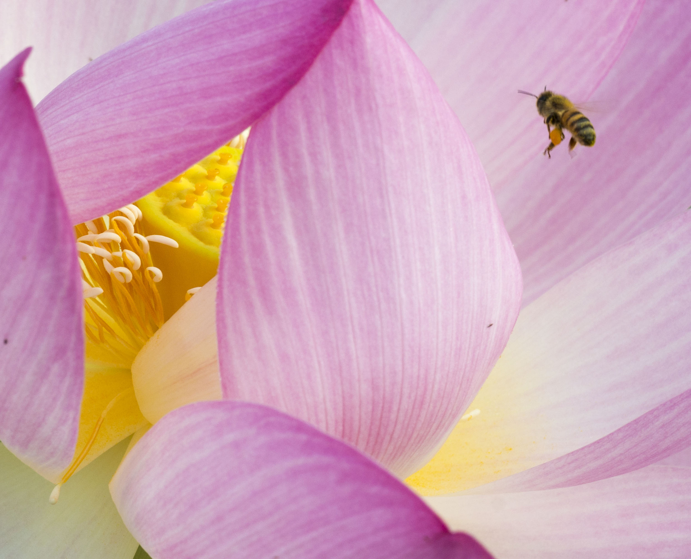 Atterraggio nel fiordiloto