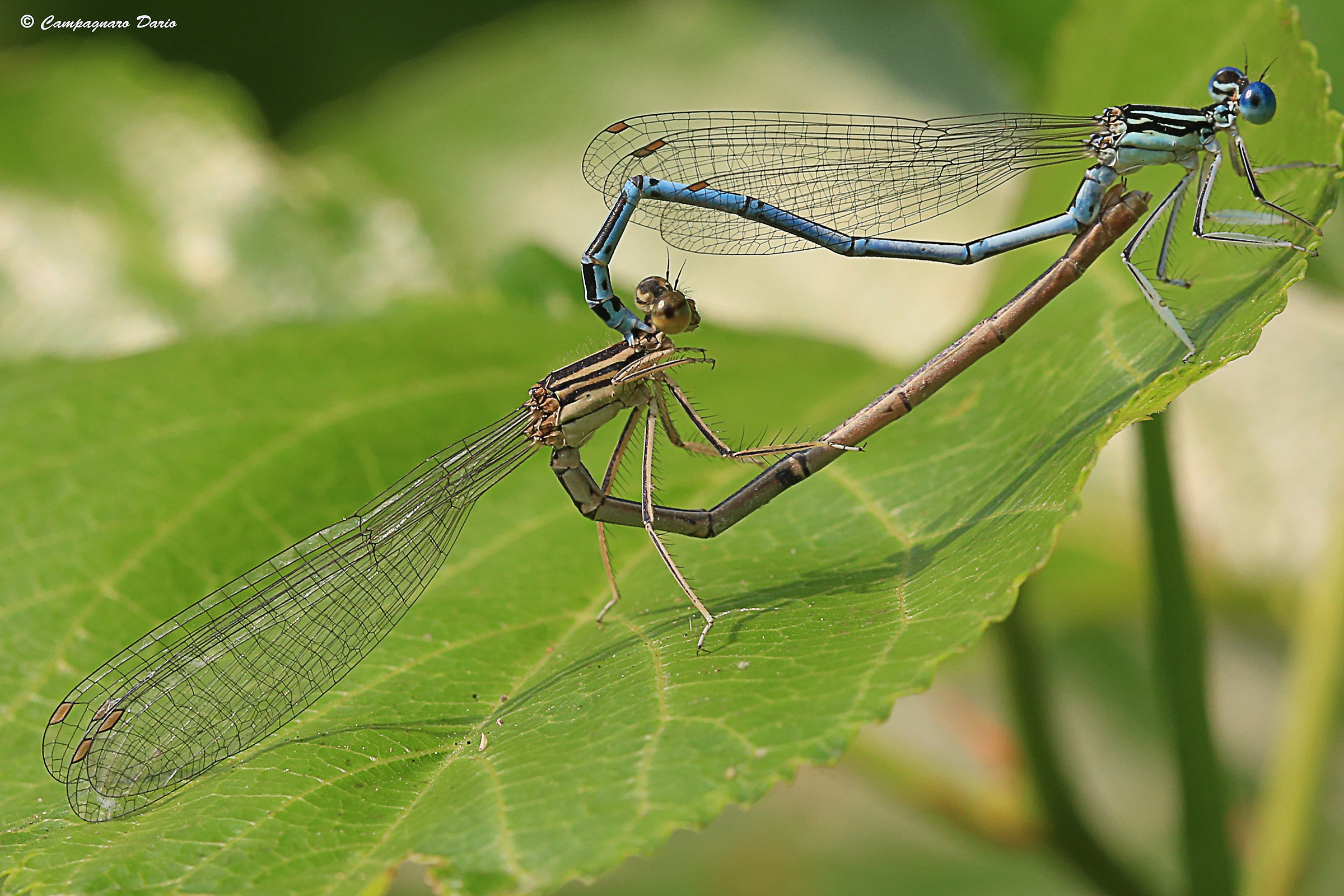 Reproductive contortion.