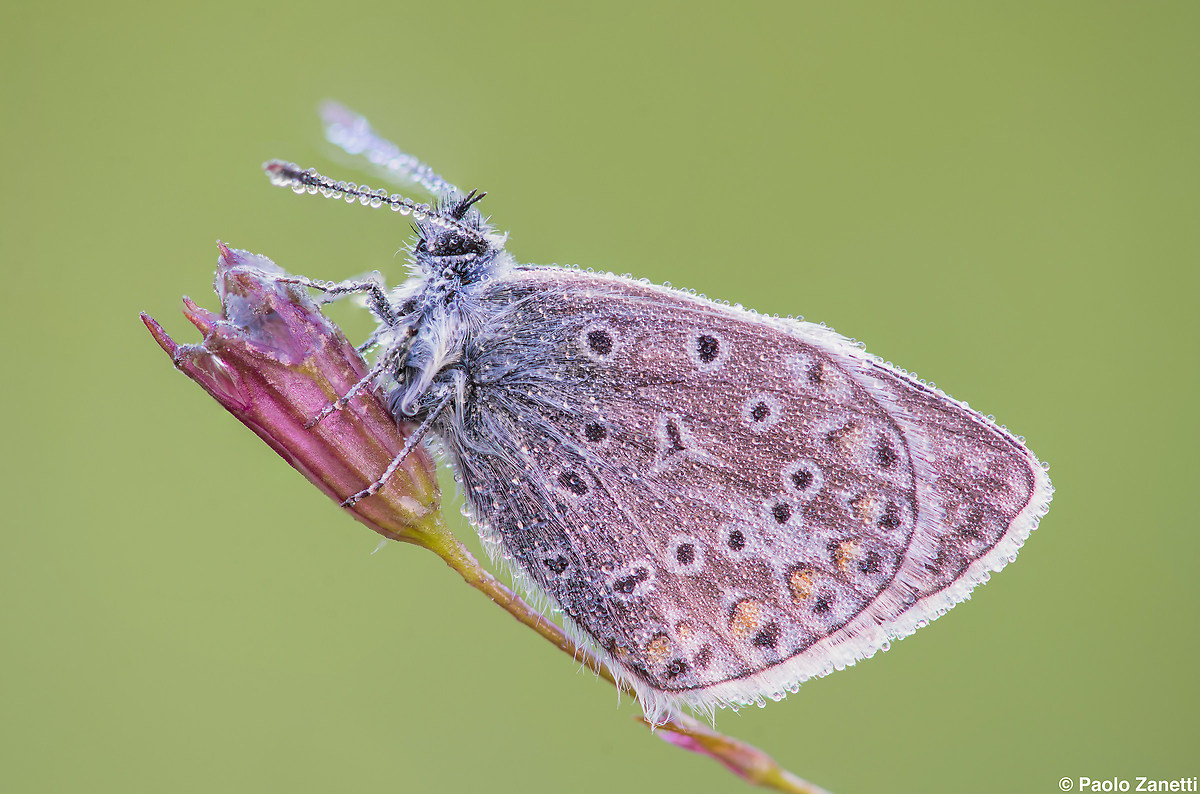 Polyommatus icarus