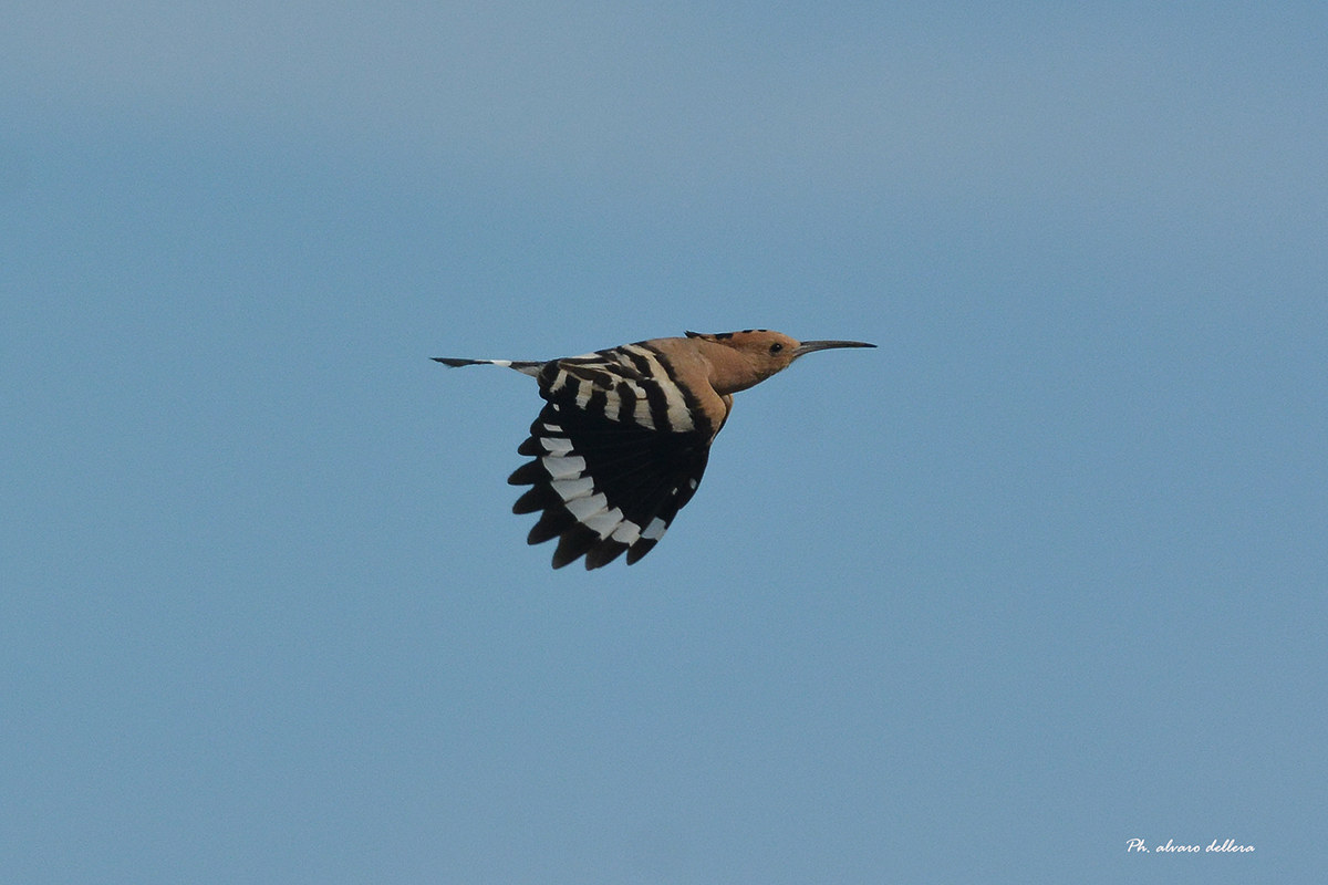 upupa... la freccia tricolore di pace