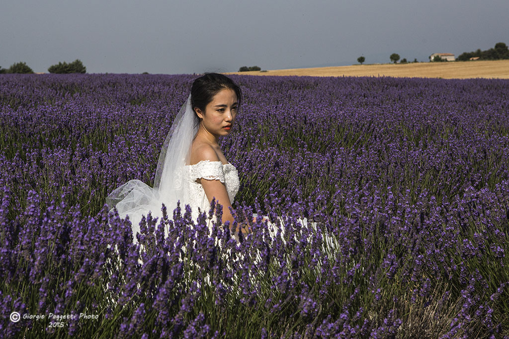 Lavender