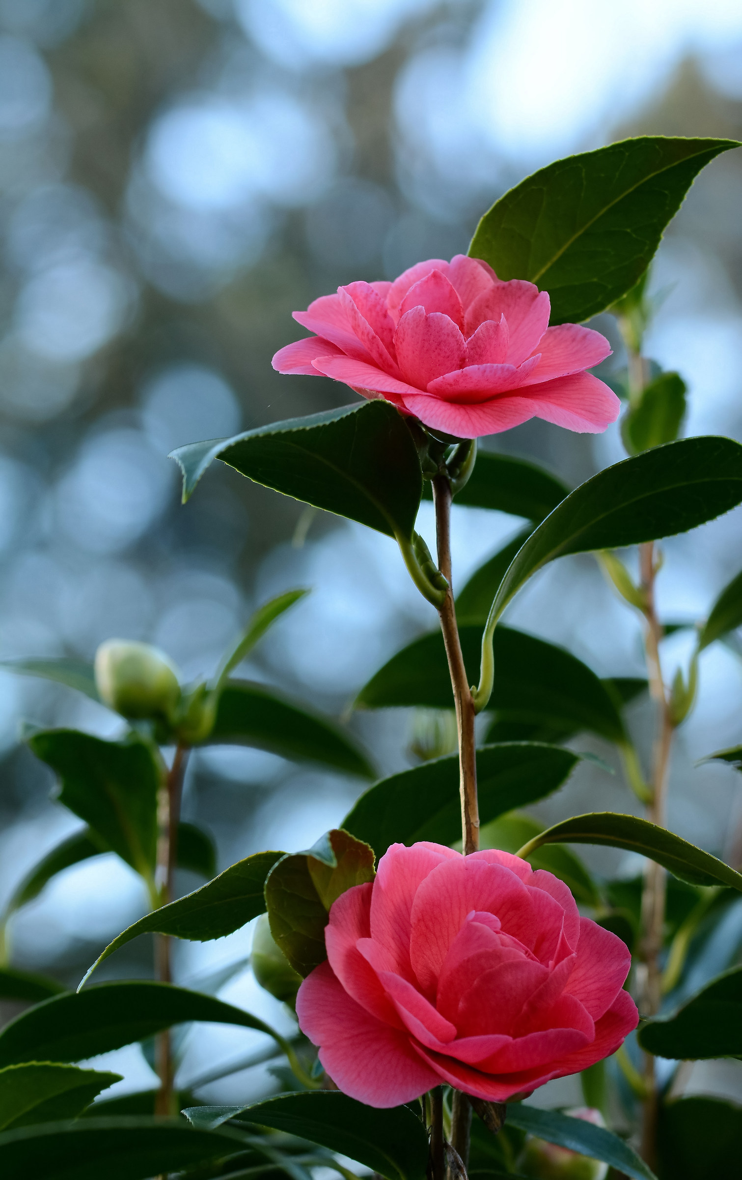 Fiori alla Deepwood Estates, Oregon