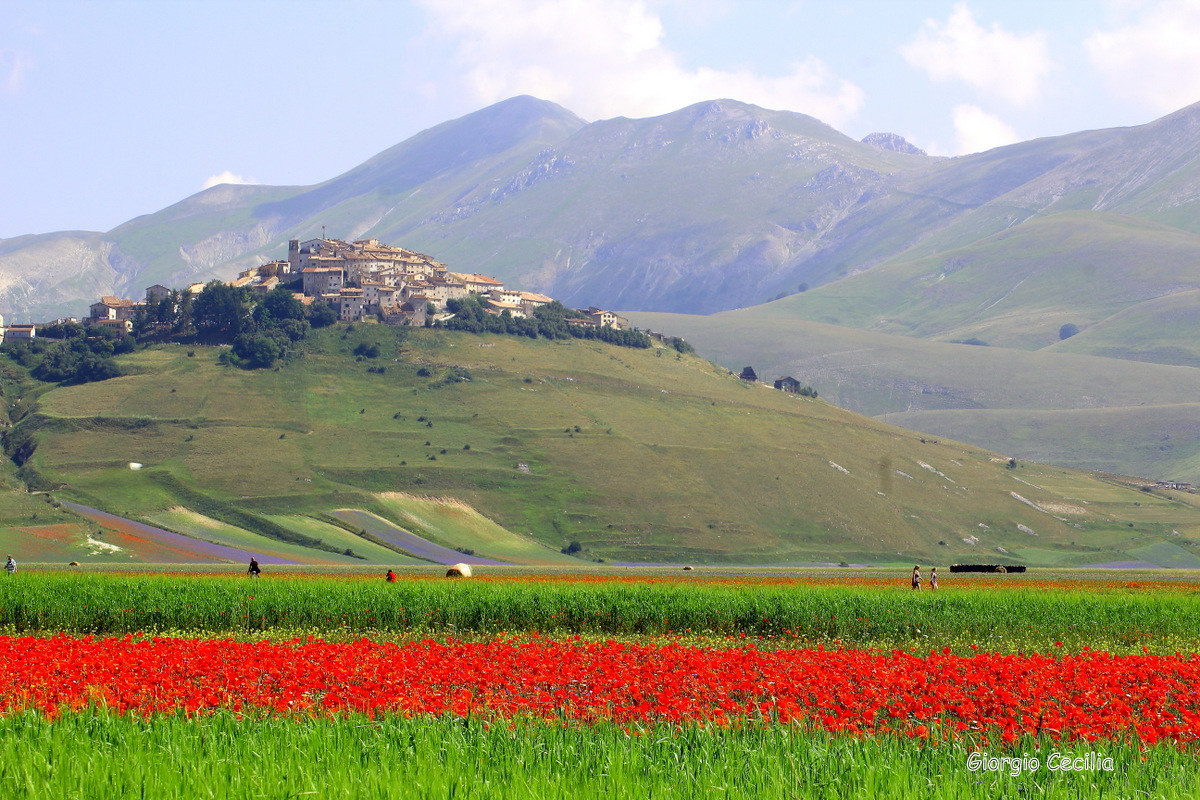 Castellucio "flowering