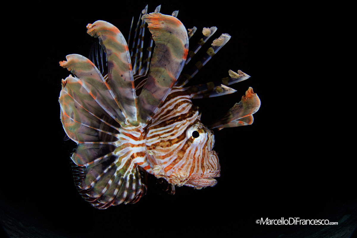 Red LionFish