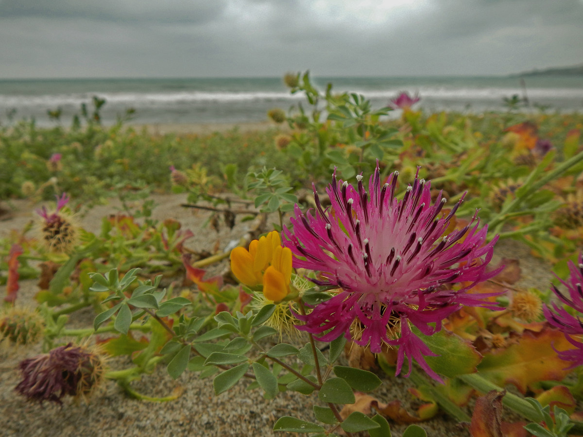 Spiaggia fiorita