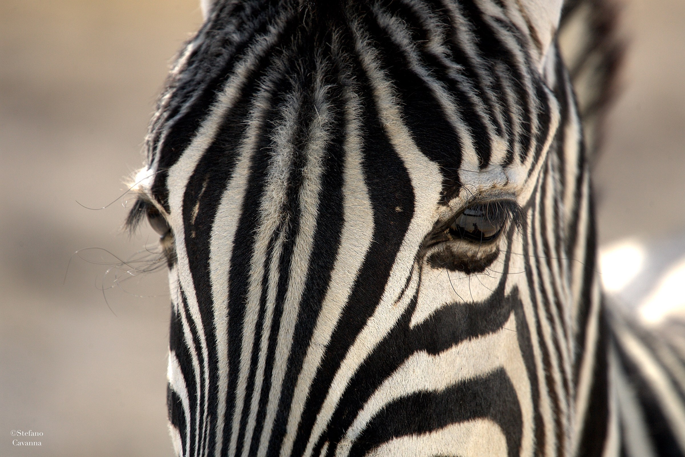 Zebra