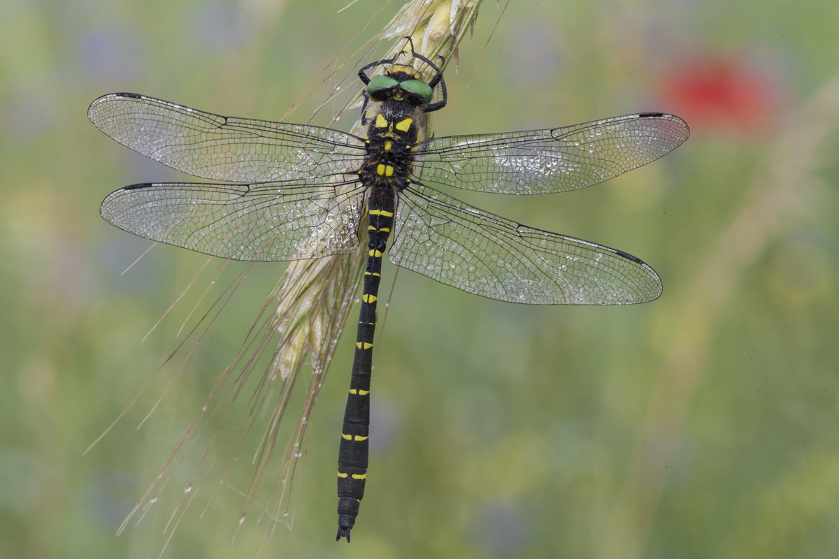 Cordulegaster Boltonii