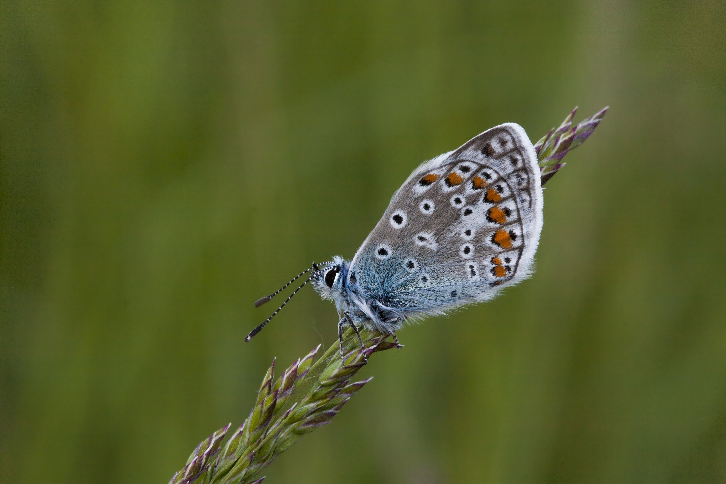 Plebejus argus (Licenide)