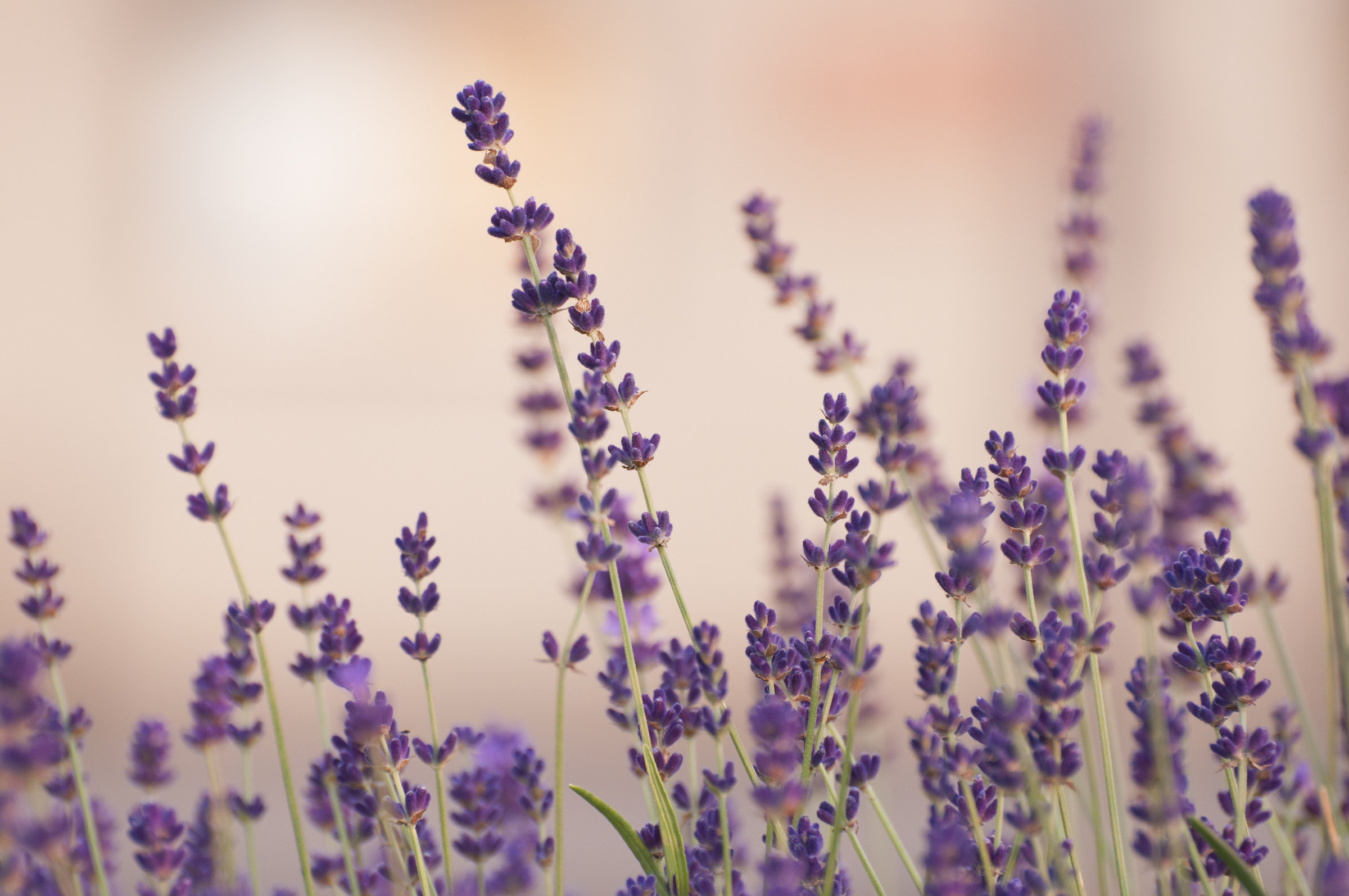 Fiori di lavanda