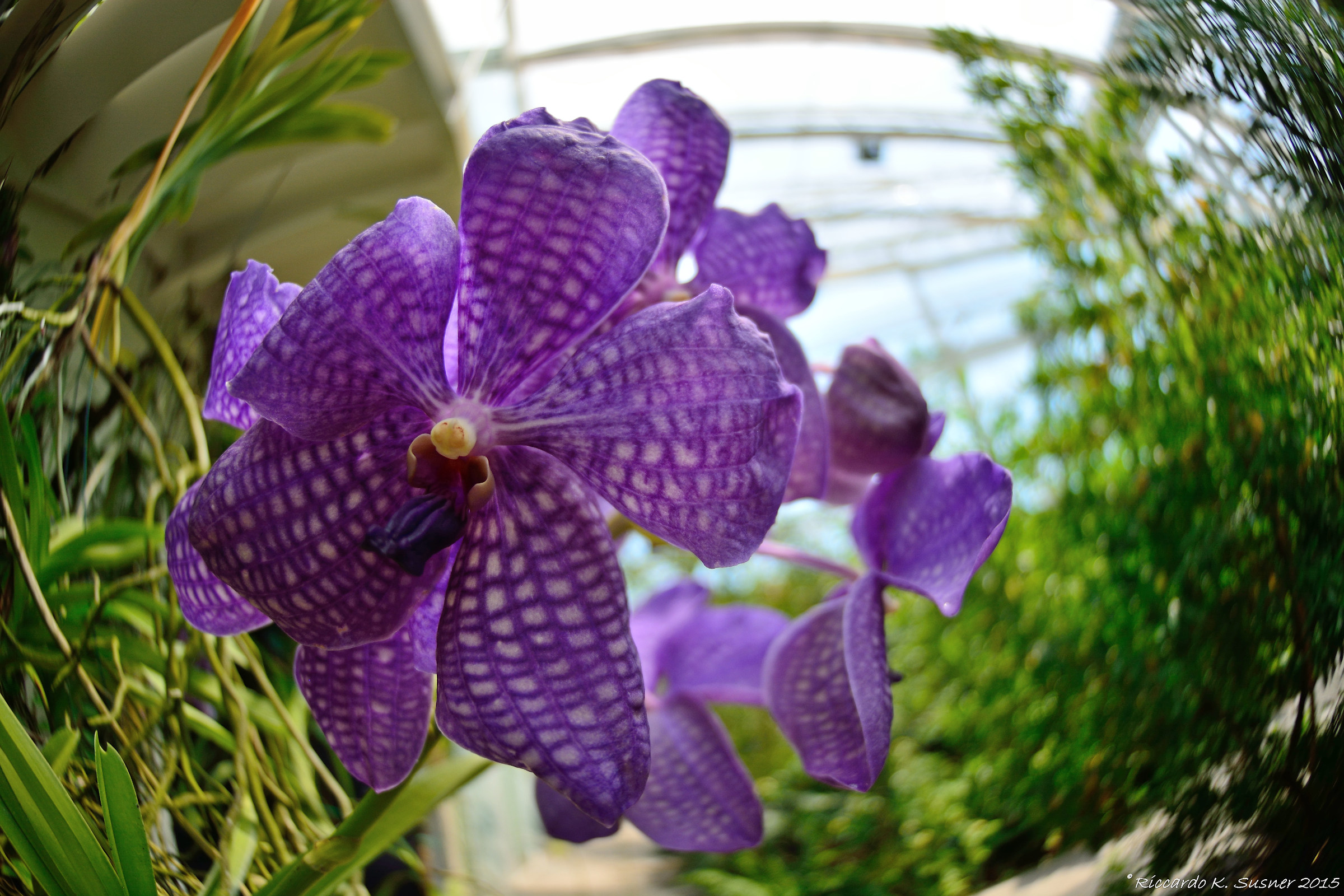 Orchid fisheye