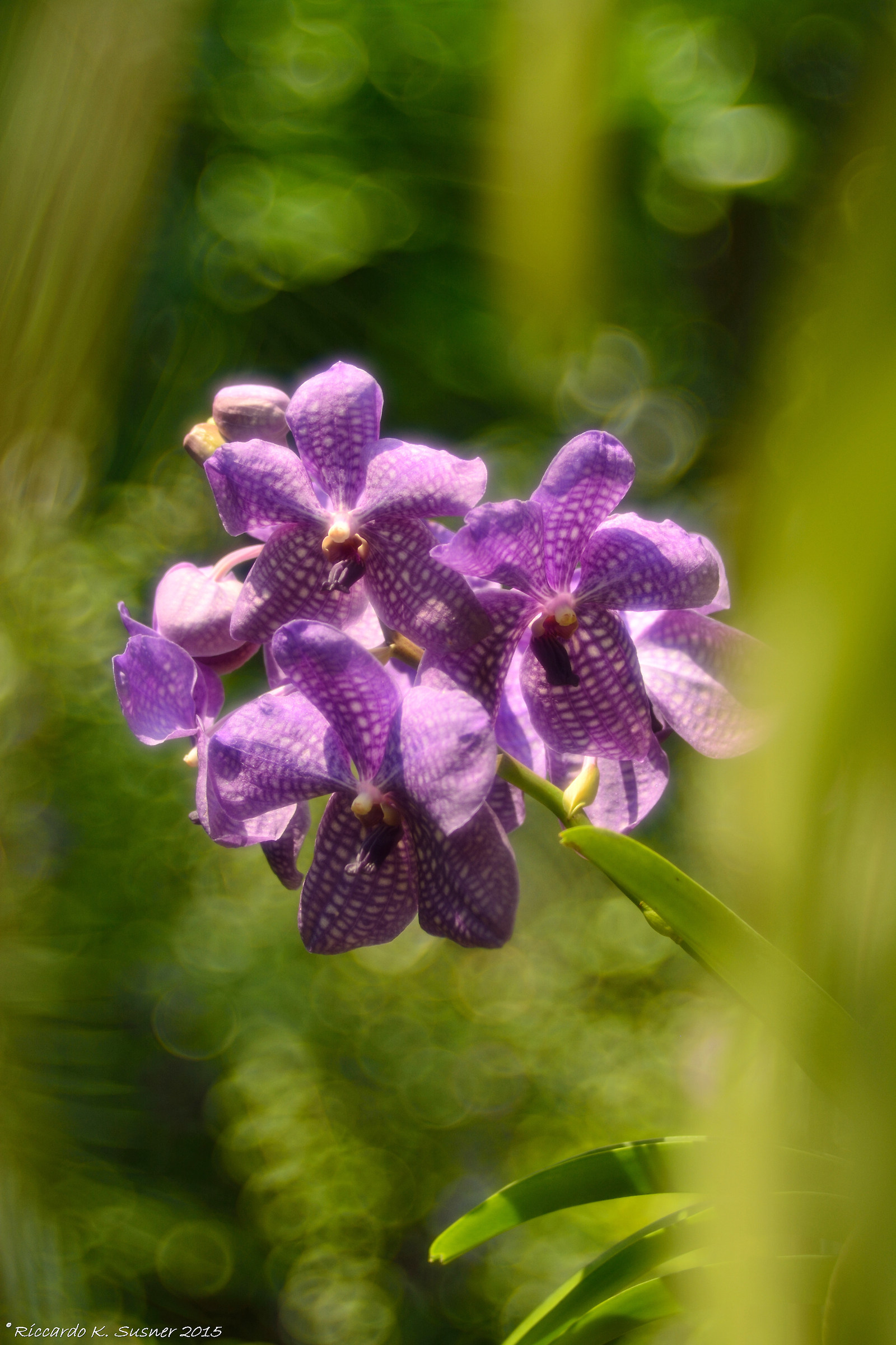 The magic of Trioplan