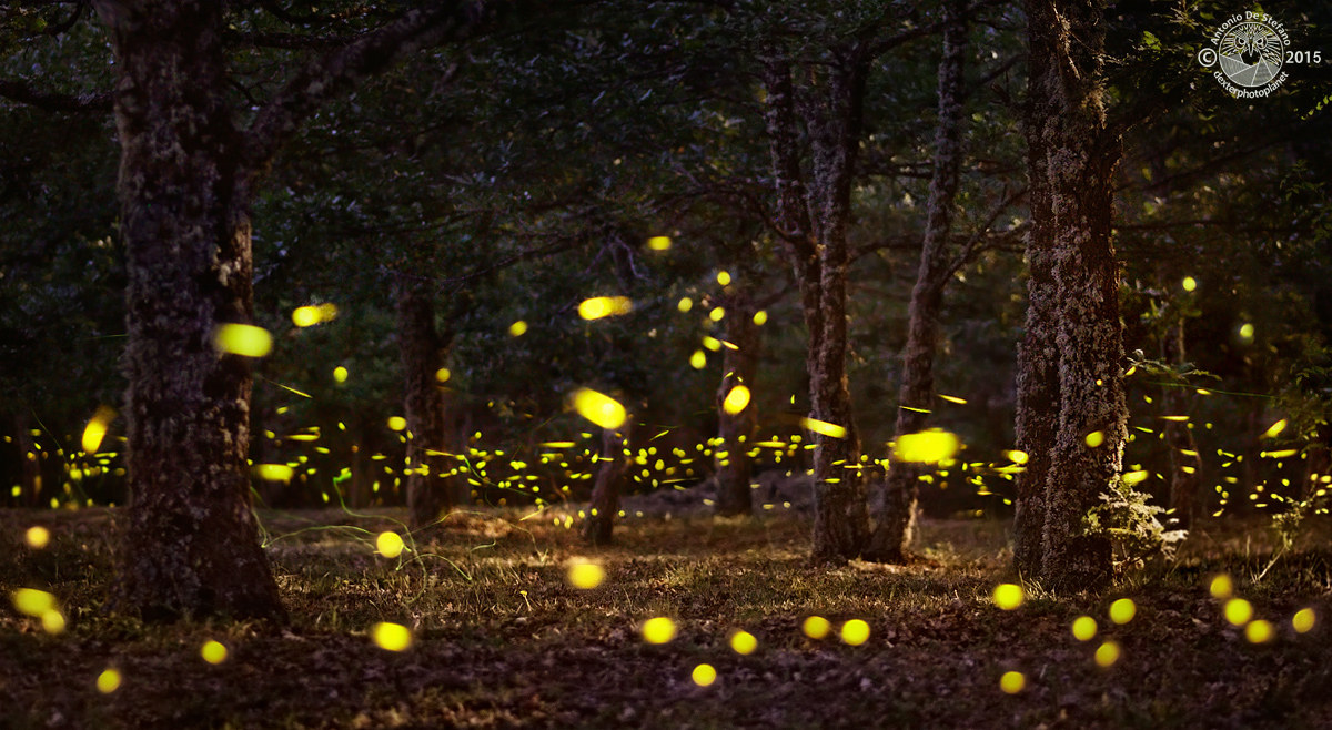 Fireflies 2015