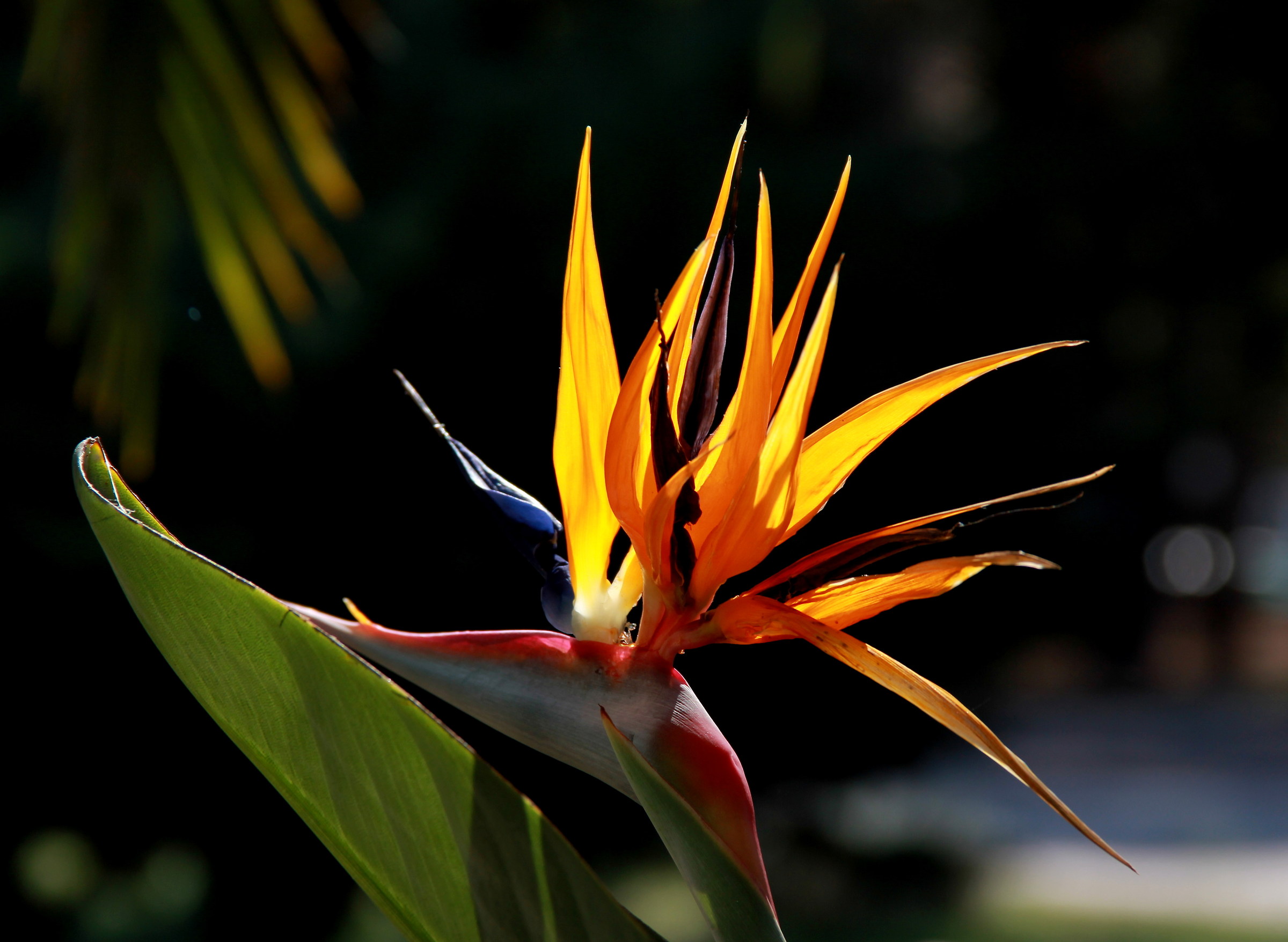 The royal Sterlitzia