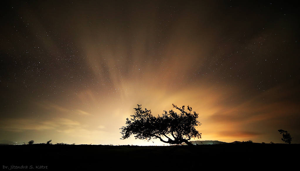 Un albero sotto le stelle