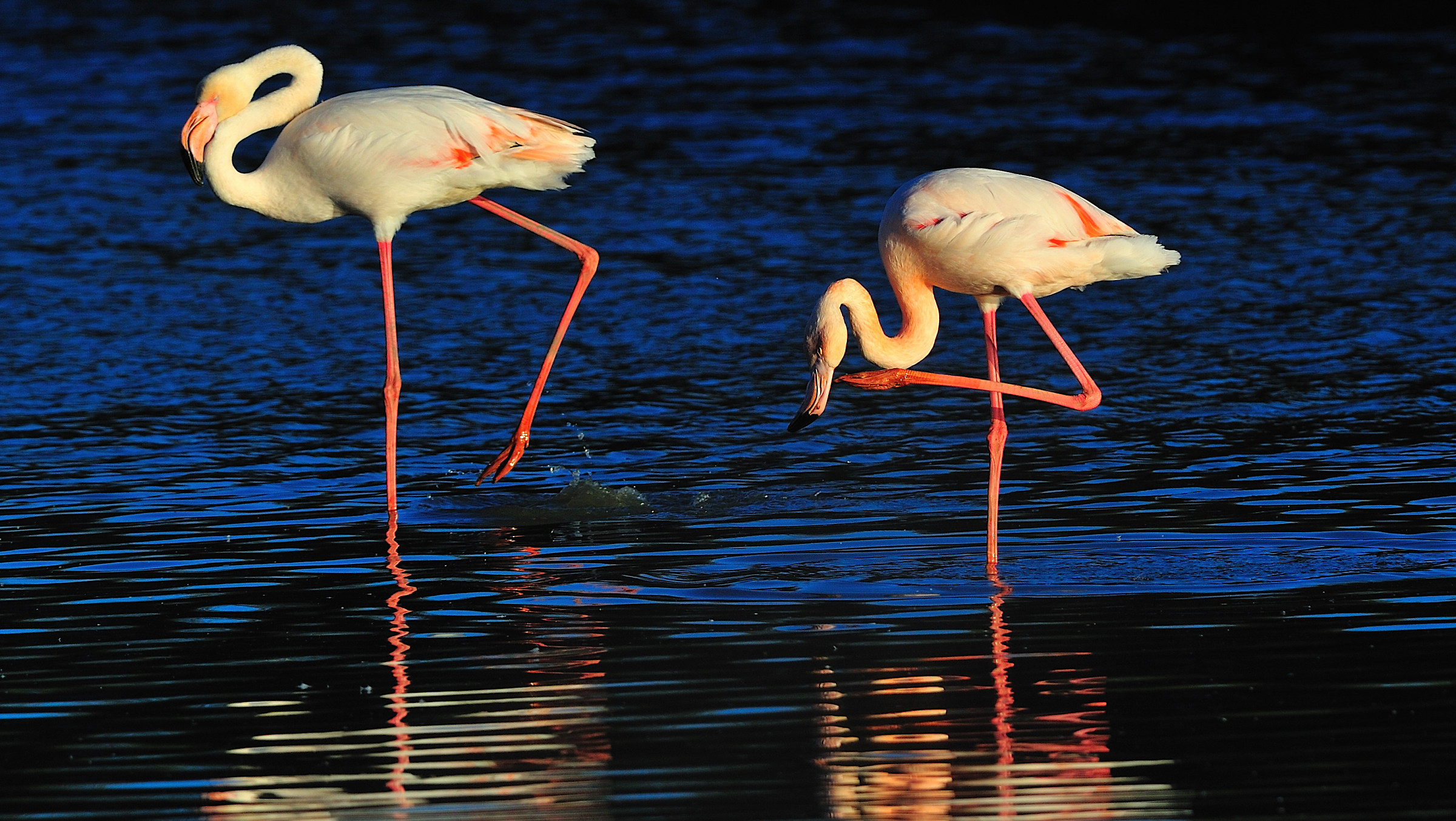 Flamingos in Camargue