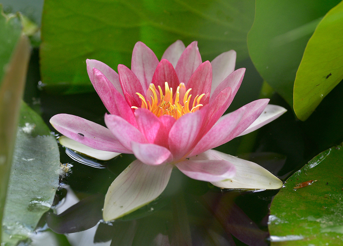 waterlily