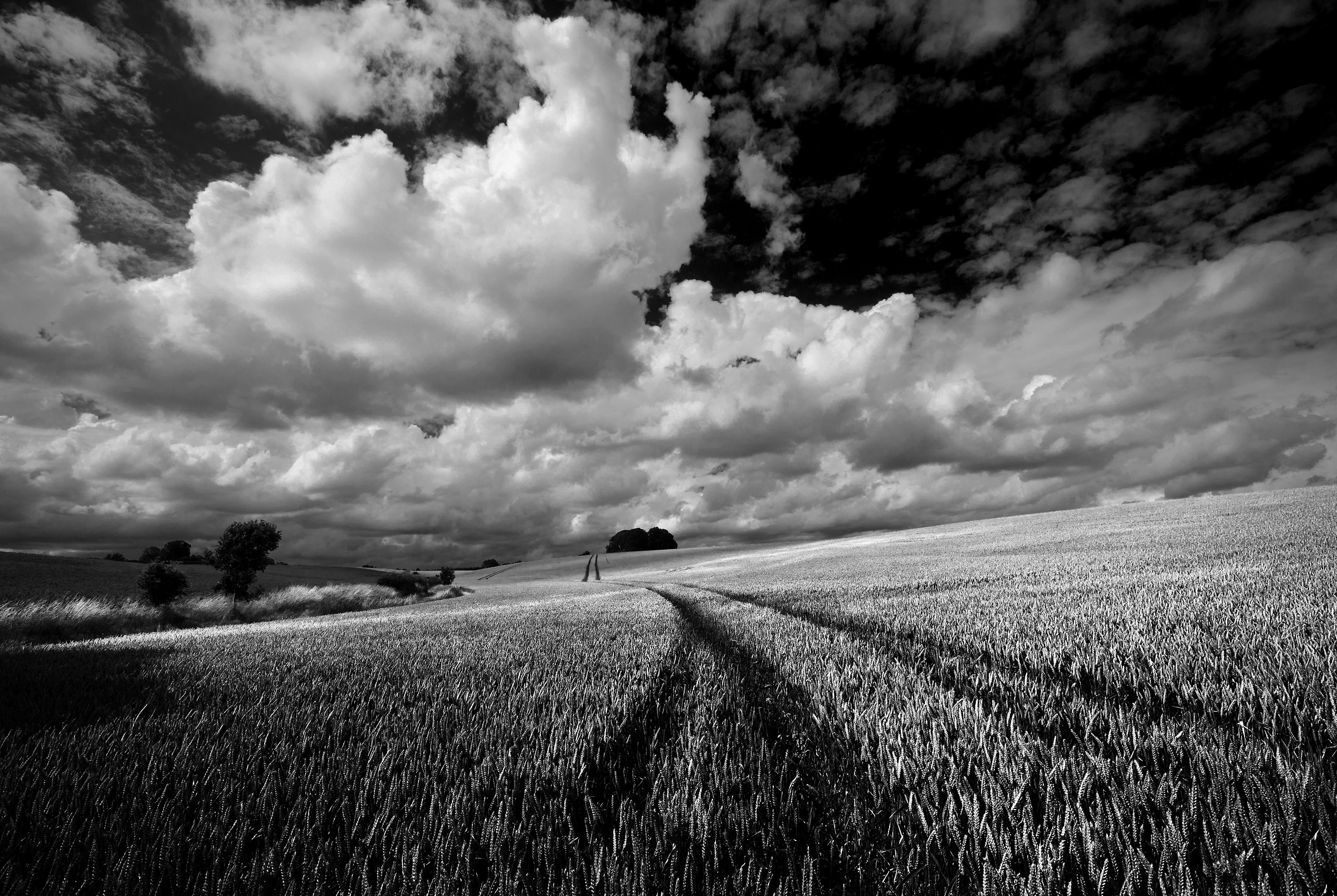 Big Clouds over the Green Wheat