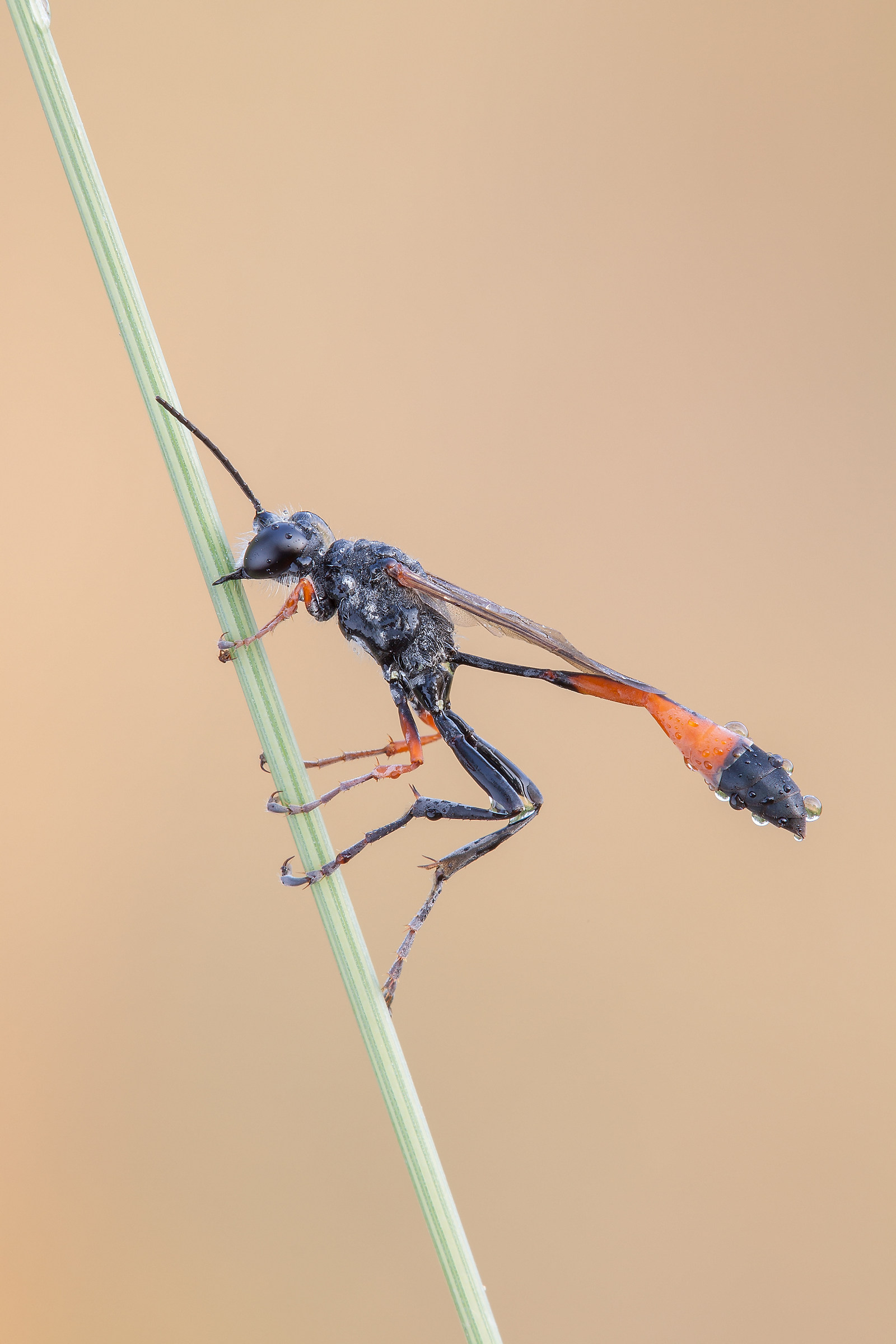 Ammophila procera