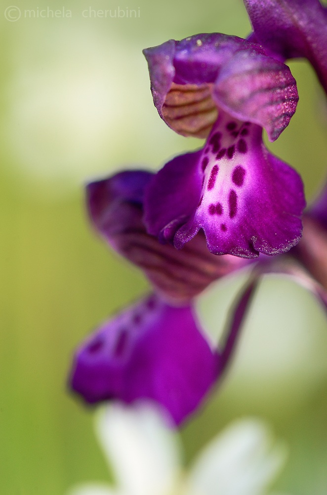 Anacamptis morio