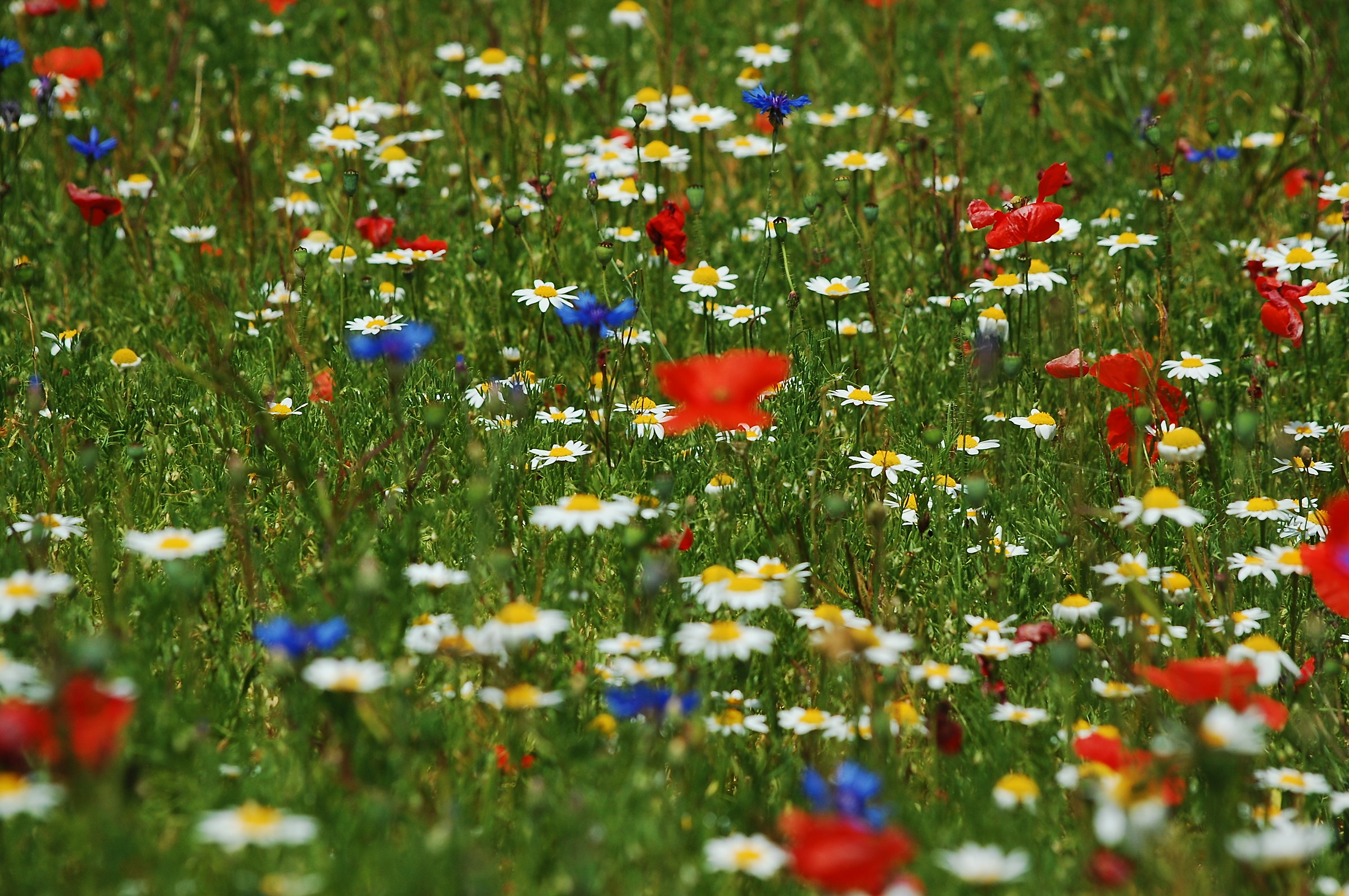 Coriandoli a Castelluccio di Norcia