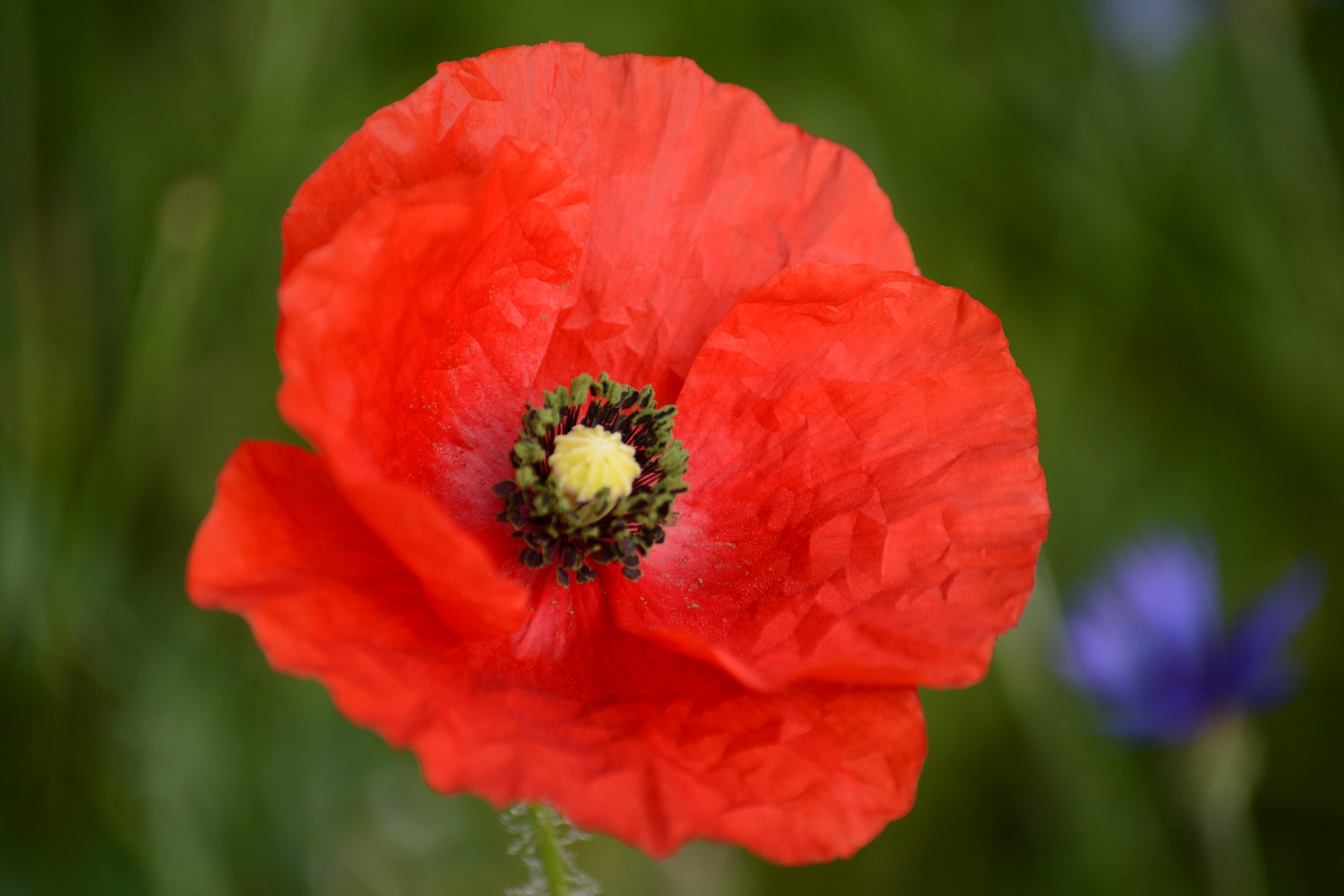 Recalling Castelluccio