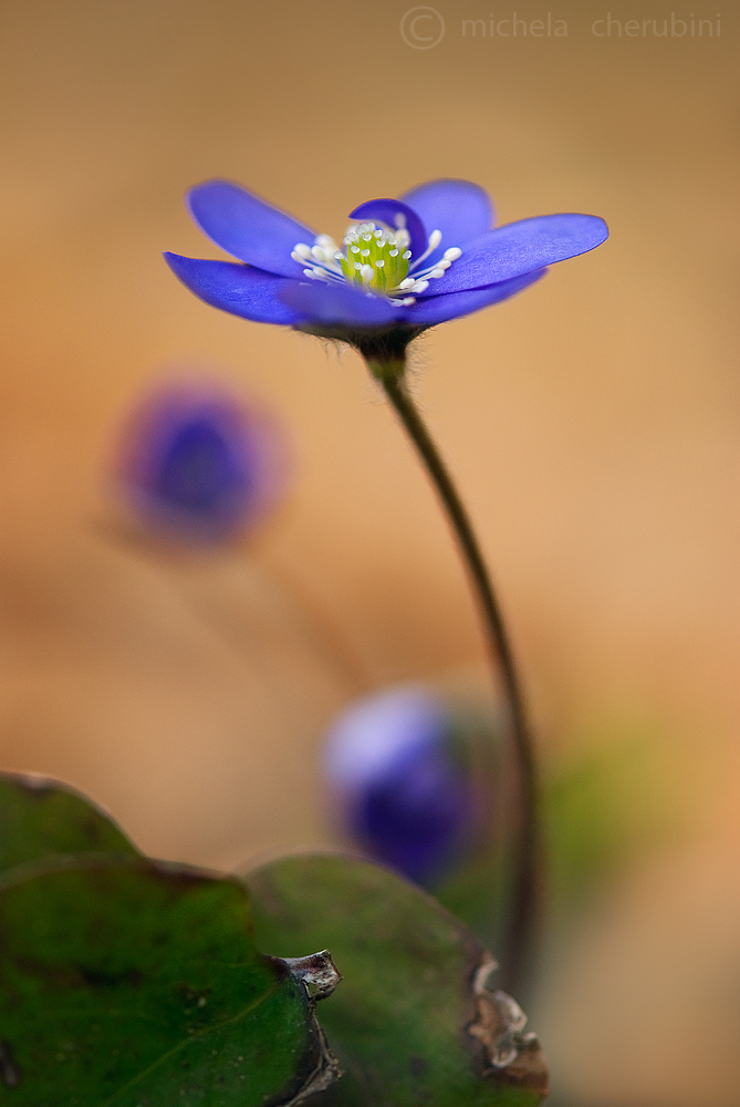 anemone hepatica