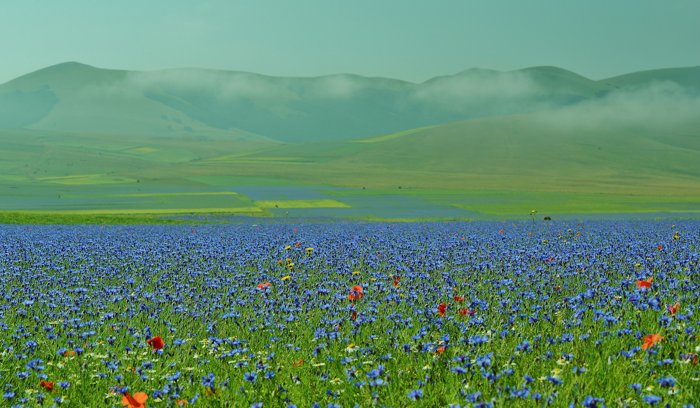 Castelluccio and flowering