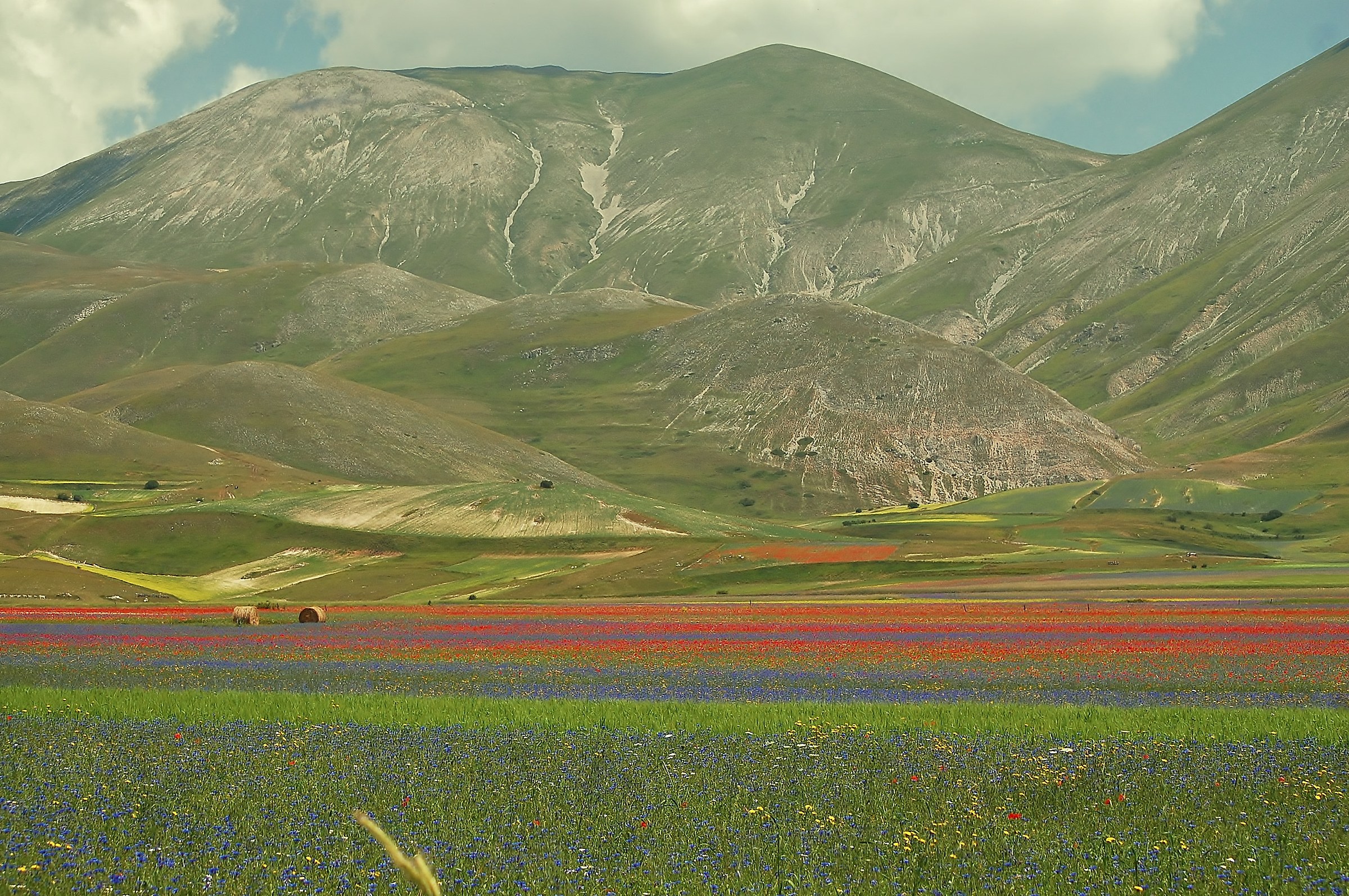 Castelluccio, not only bloom