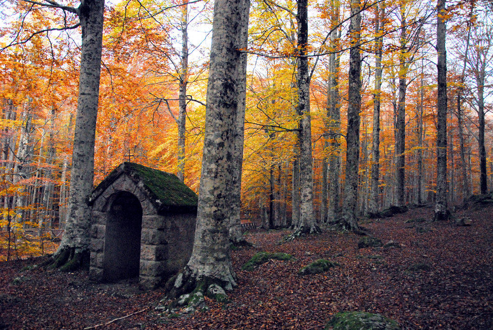Il Bosco d'Autunno