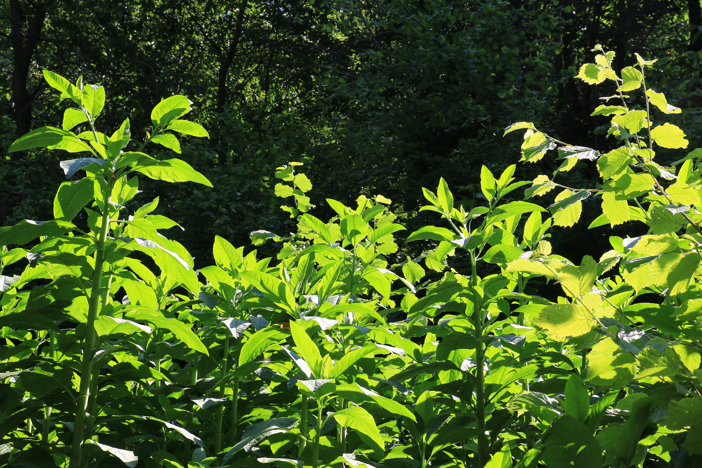 Verde brillantissimo