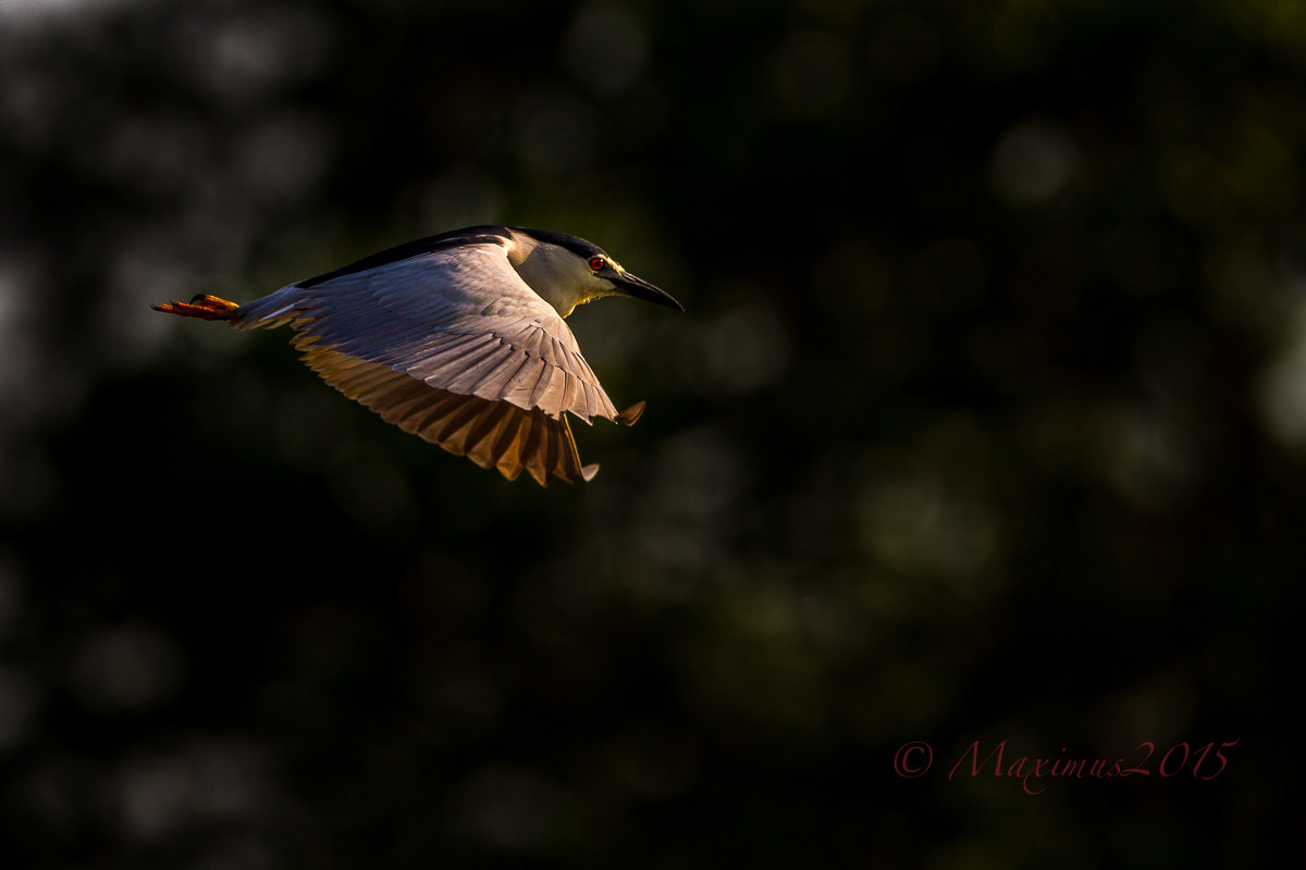 night heron .. in black ...