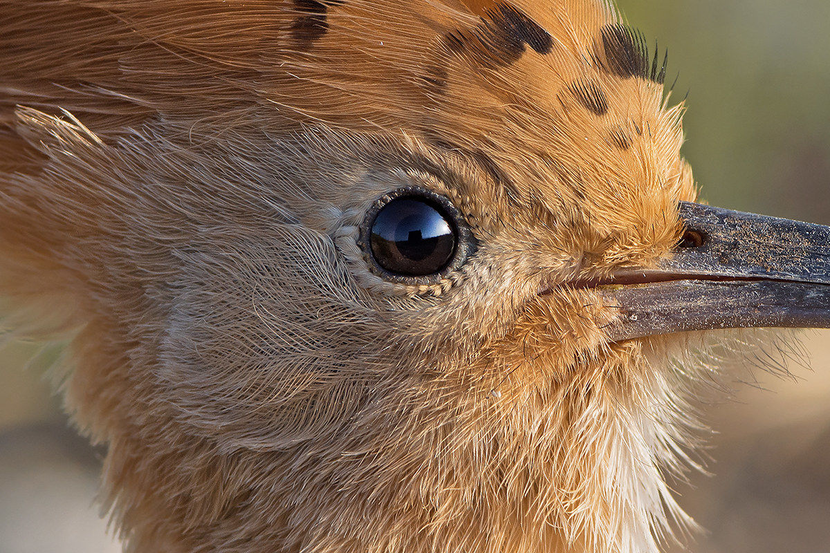 Nell'occhio dell' Upupa particolare