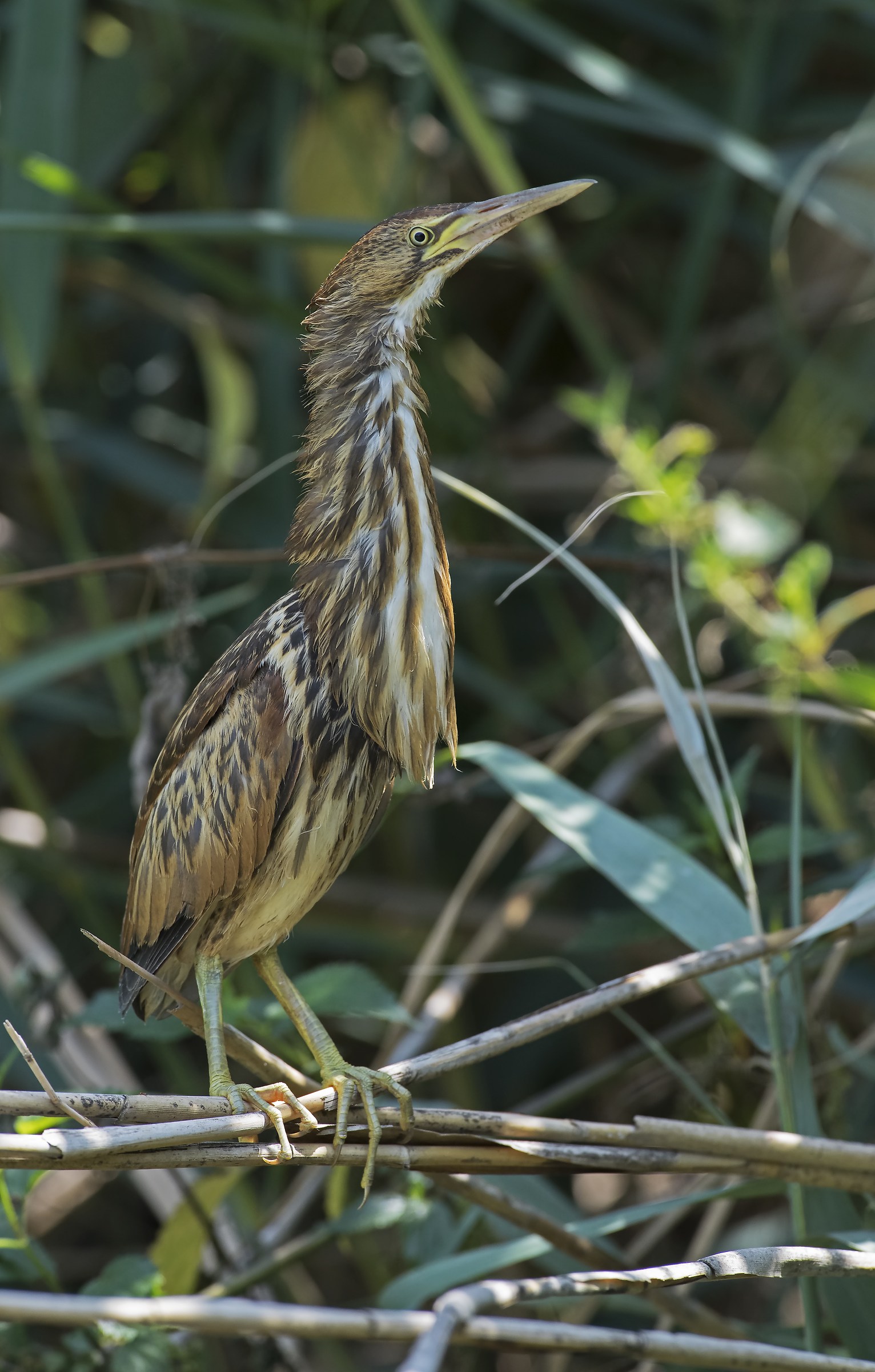 Cucciolo di Tarabusino!