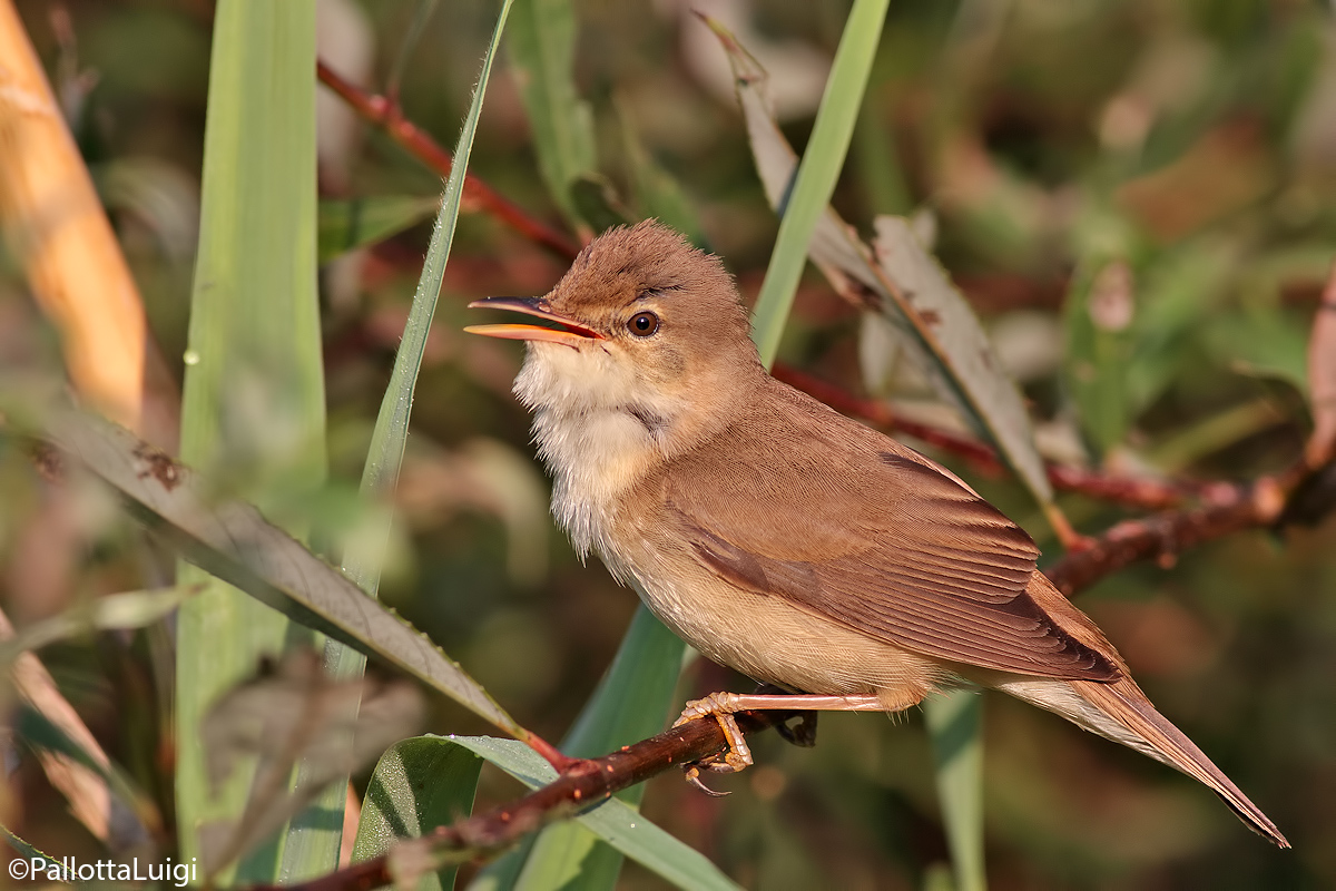 Reed warbler (Acrocephalus scirpaceus)