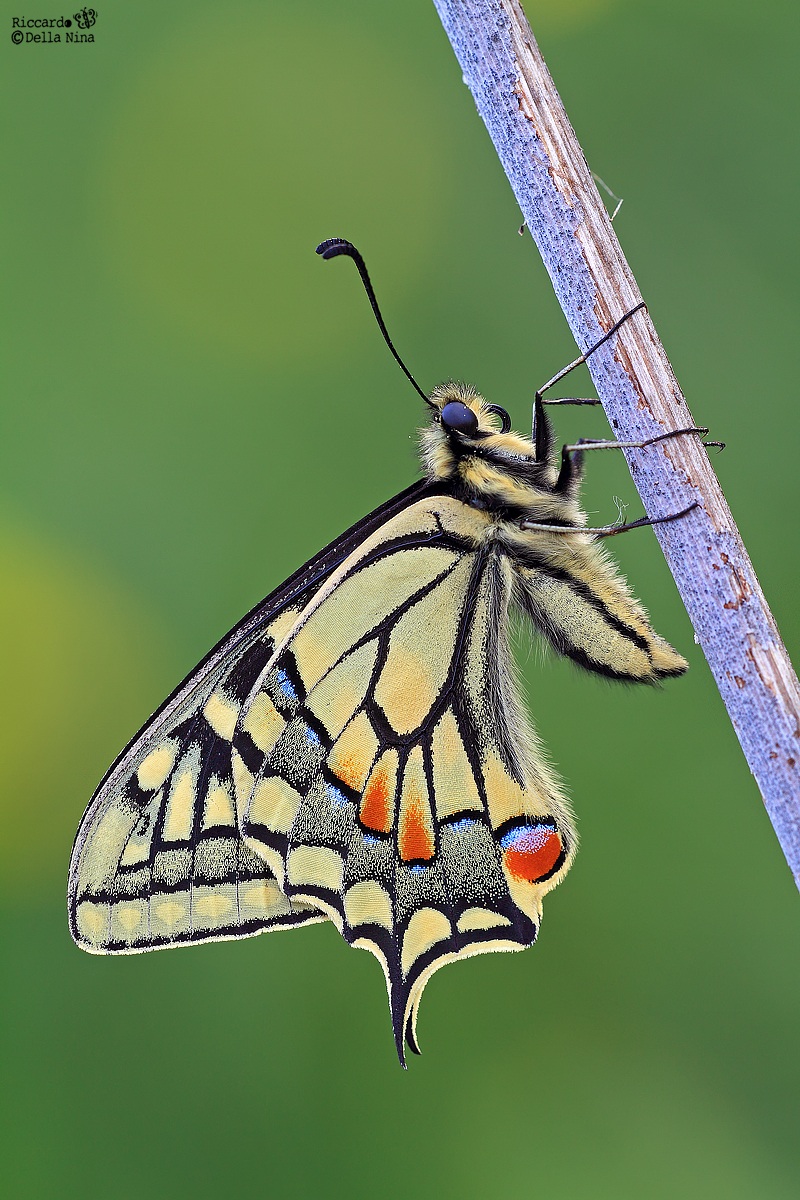Papilio machaon my first!