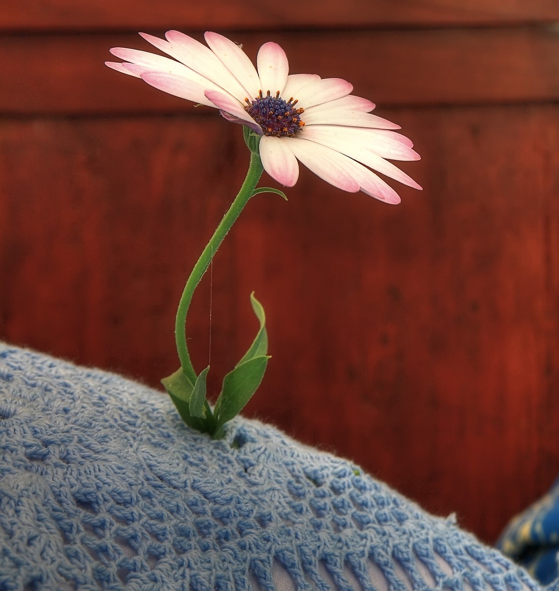 Il fiore sul punto croce - HDR