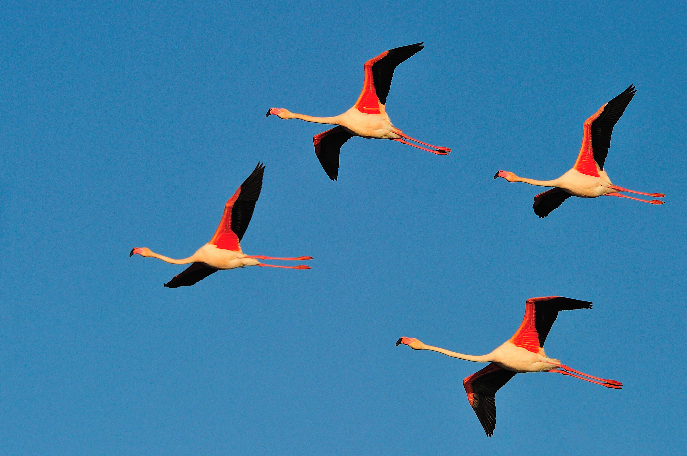 Volo di fenicotteri in Camargue