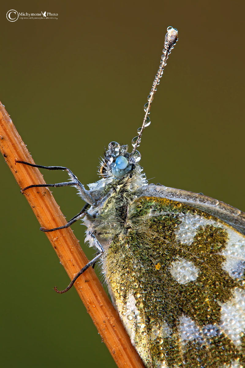 Pontia Edusa (Fabricius, 1777)