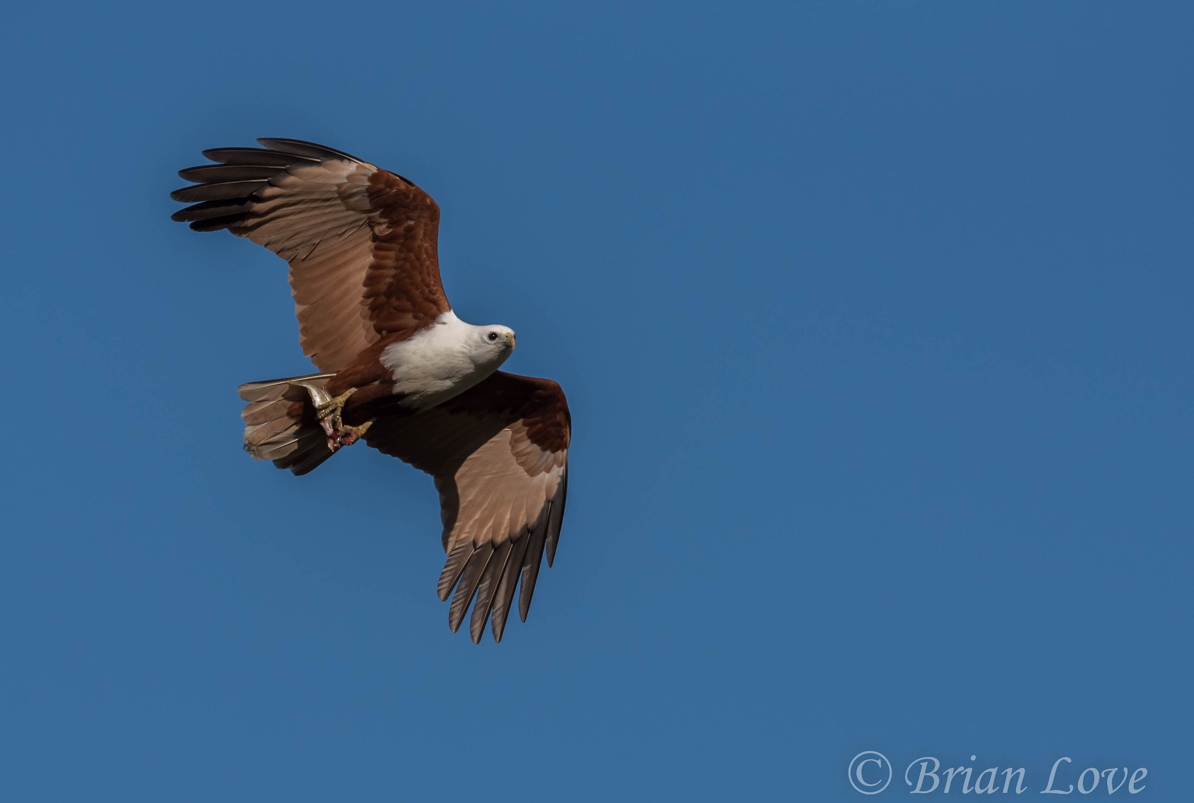 Brahminy with Breakfast