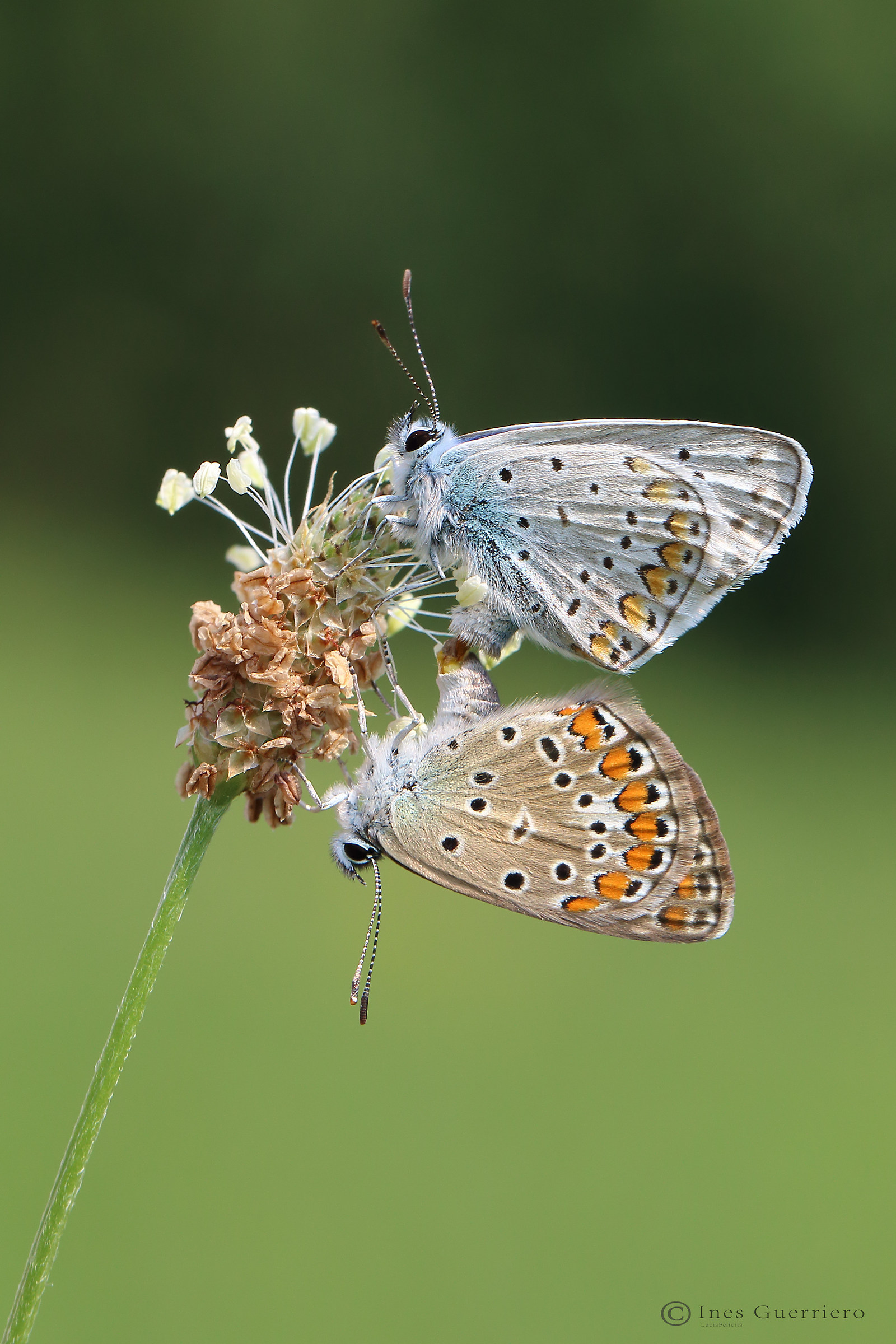 Polyommatus thersites in love