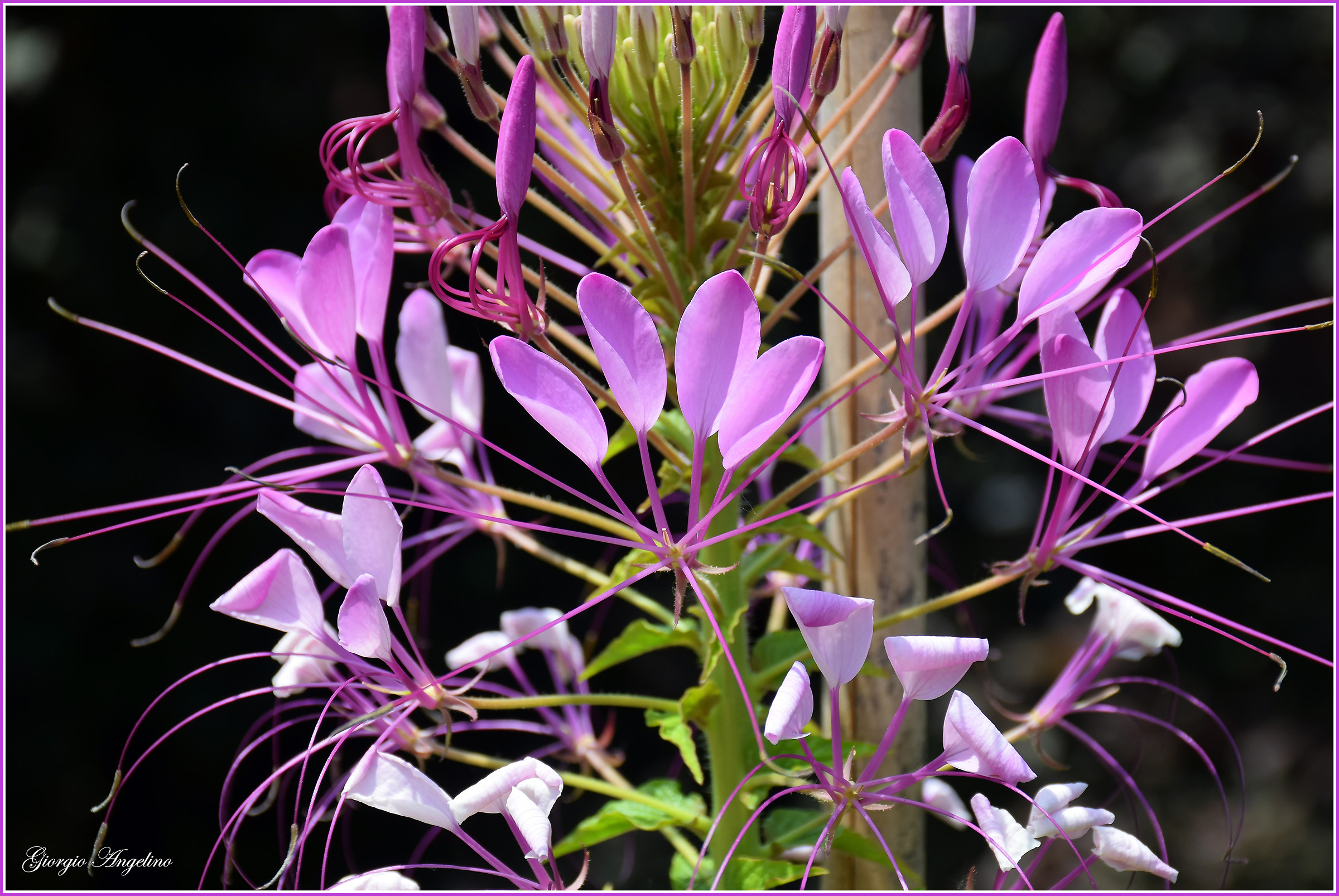 I colori di Villa Taranto