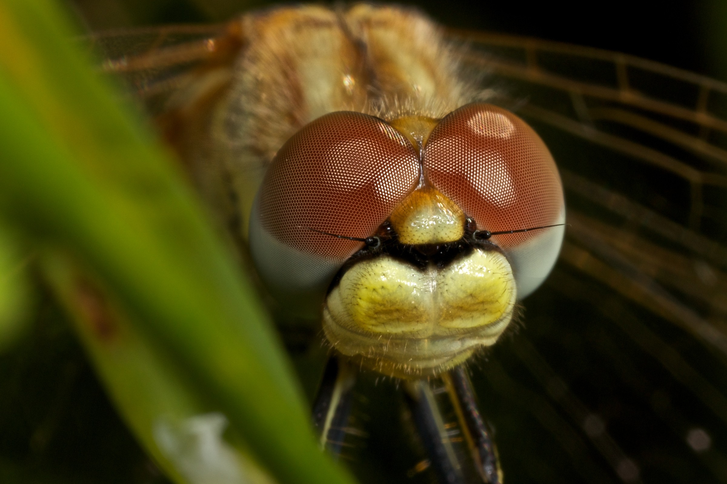 Sympetrum fonscolombii