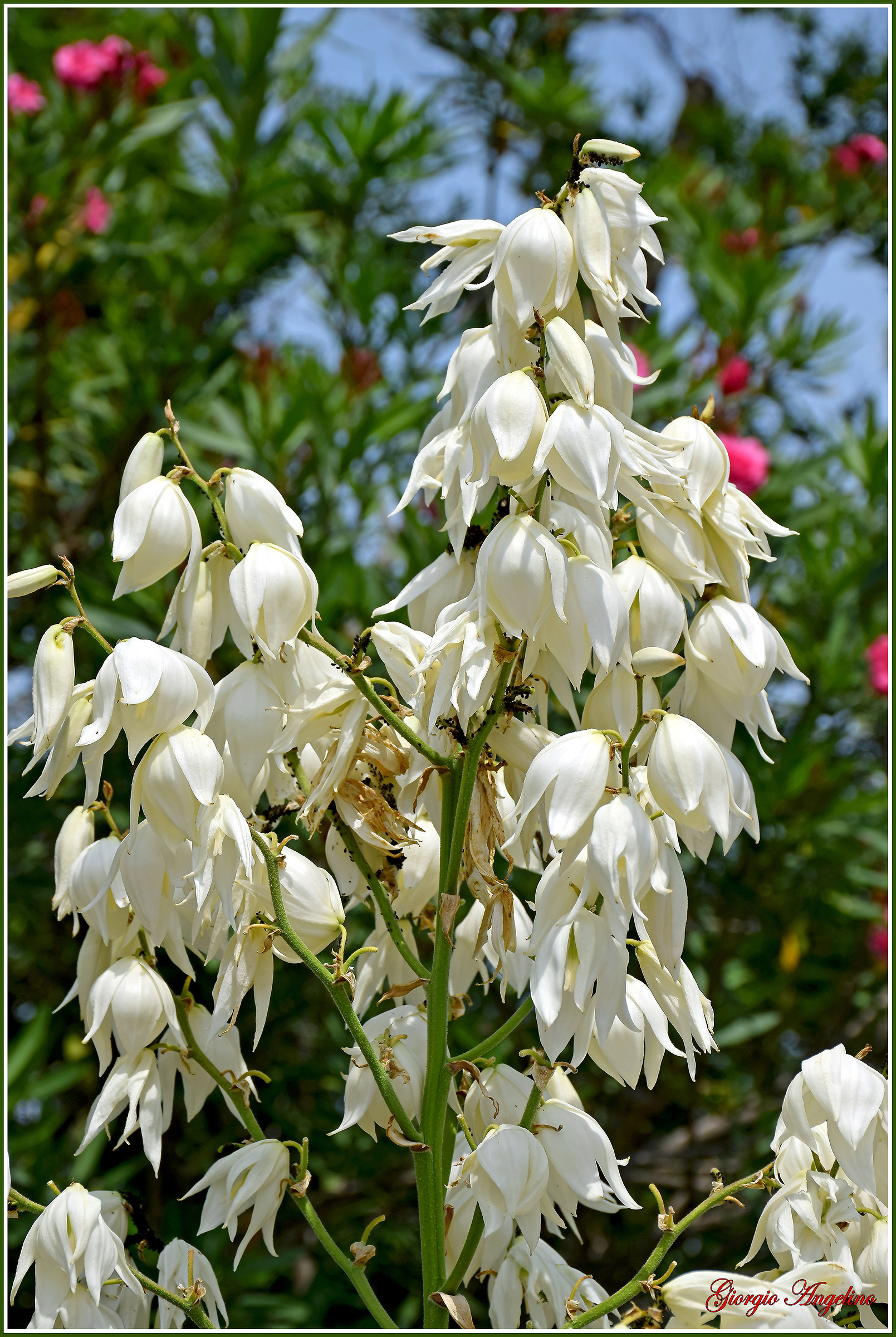 I colori di Villa Taranto