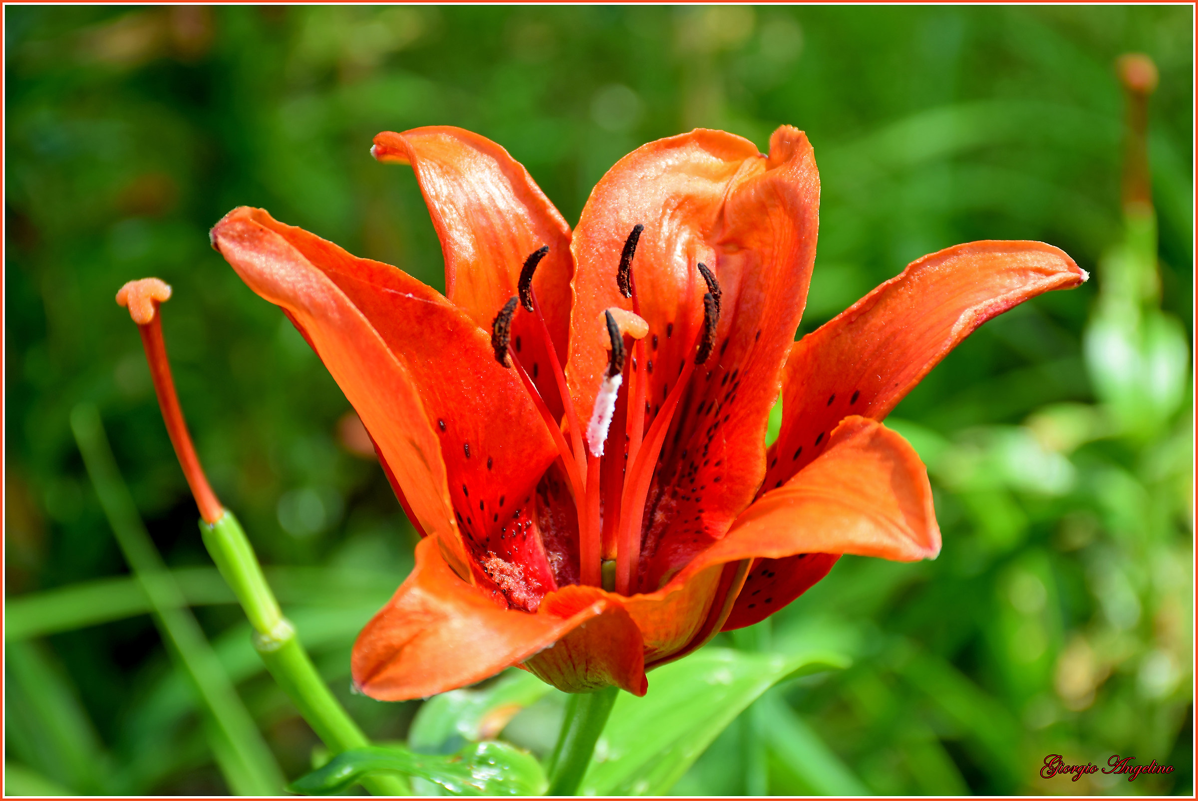 I colori di Villa Taranto